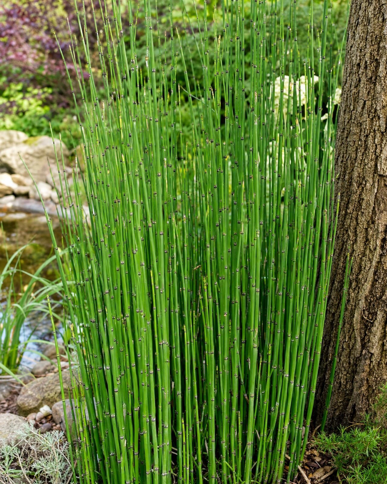 שבטבט (Equisetum hyemale, 'זנב-סוס׳) הוא צמח-נוי אנכי וייחודי — קנים ירוקים זקופ