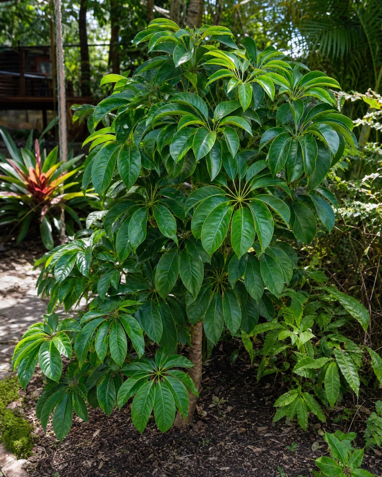 שפלרה (Schefflera, 'מטריה׳/umbrella tree) היא צמח-נוי עלווה מרשים ואהוב — עלים מ