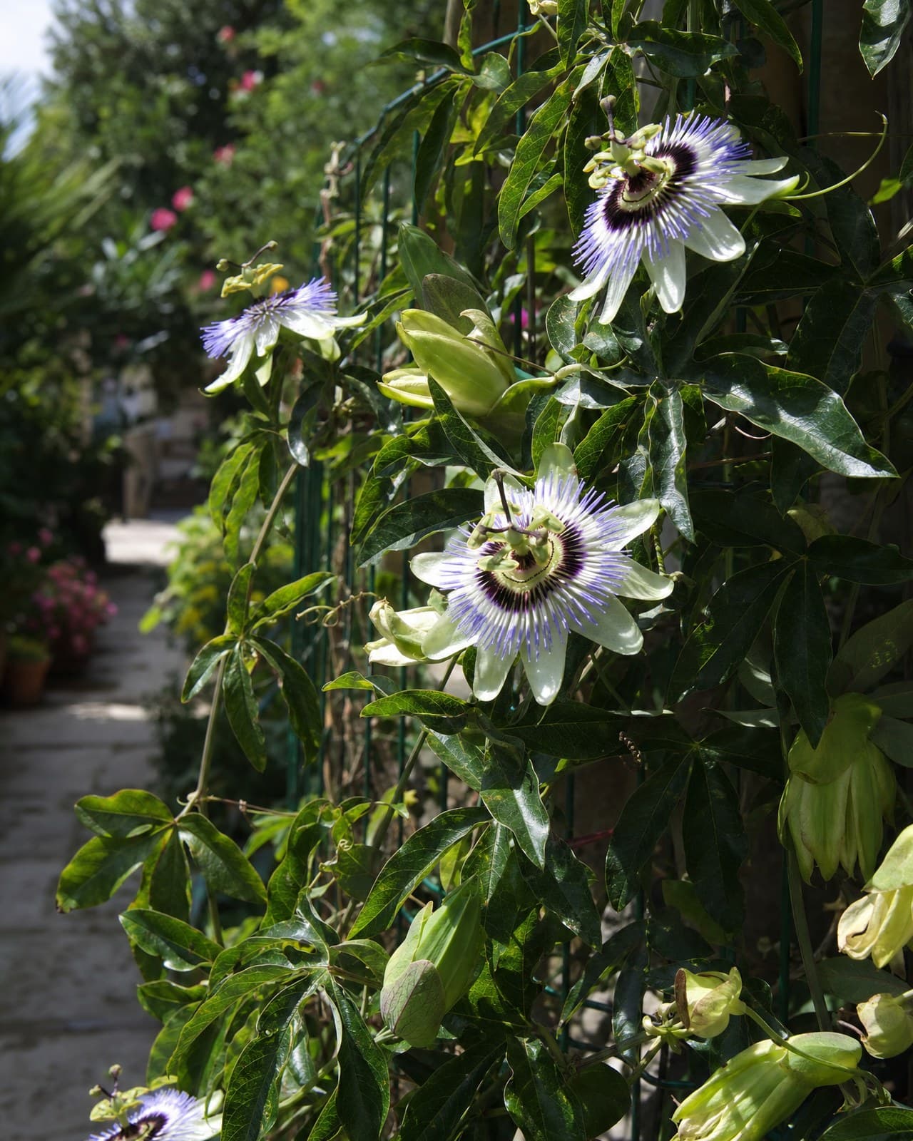 פסיפלורה / 'שעונית׳ (Passiflora, passionflower / passion vine, ממשפחת השעוניתיים