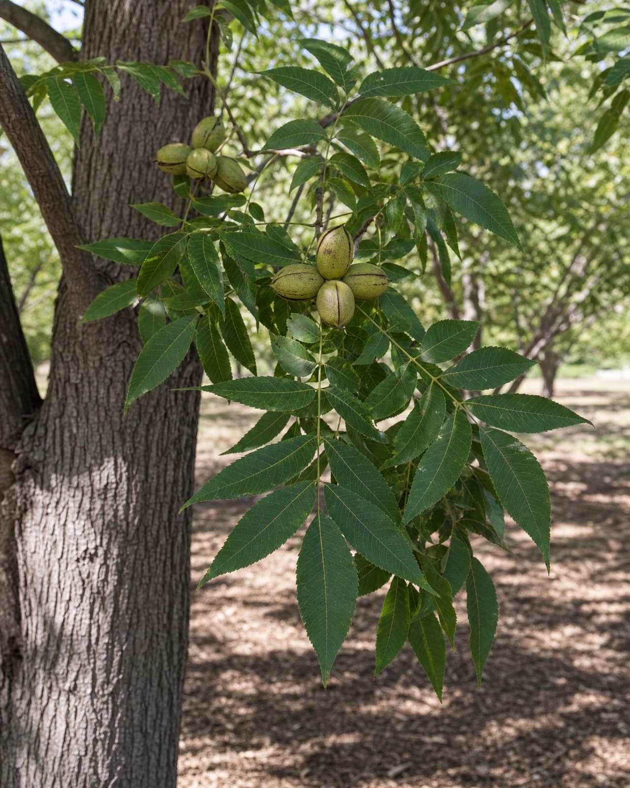 פקאן 'בורקט׳ (Carya illinoinensis, 'אגוז פקאן׳) הוא עץ-פרי נשיר גדול ונדיב — עלו