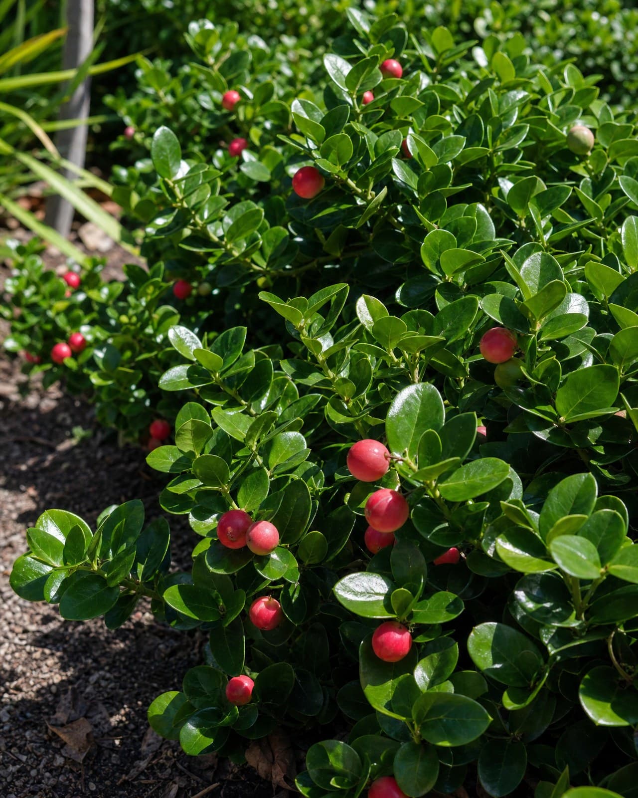 קריסה 'גרין קרפט׳ (Carissa macrocarpa 'Green Carpet', 'שזיף נטאל׳) הוא שיח/צמח-כ