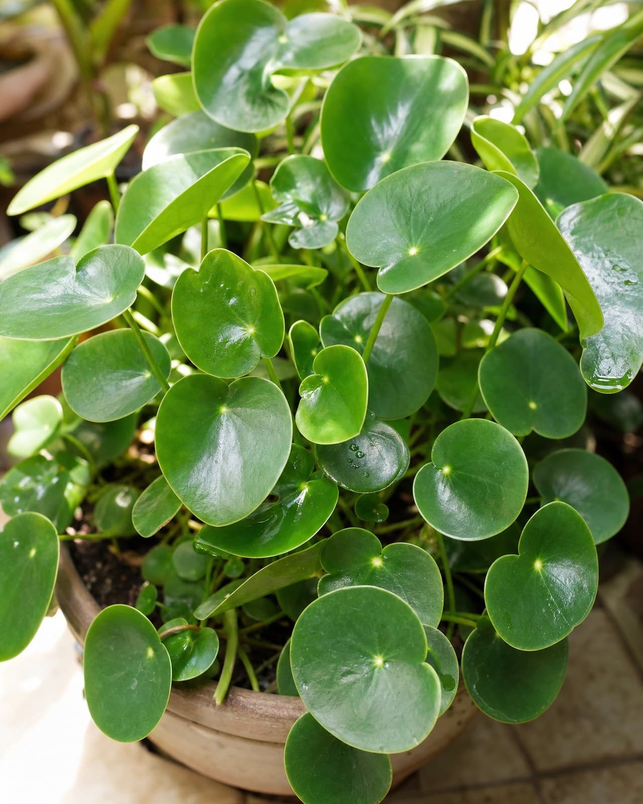 פפרומיה מגנוליה ירוקה (Peperomia, ממשפחת הפלפליים) היא צמח-בית עלווה קומפקטי, מג