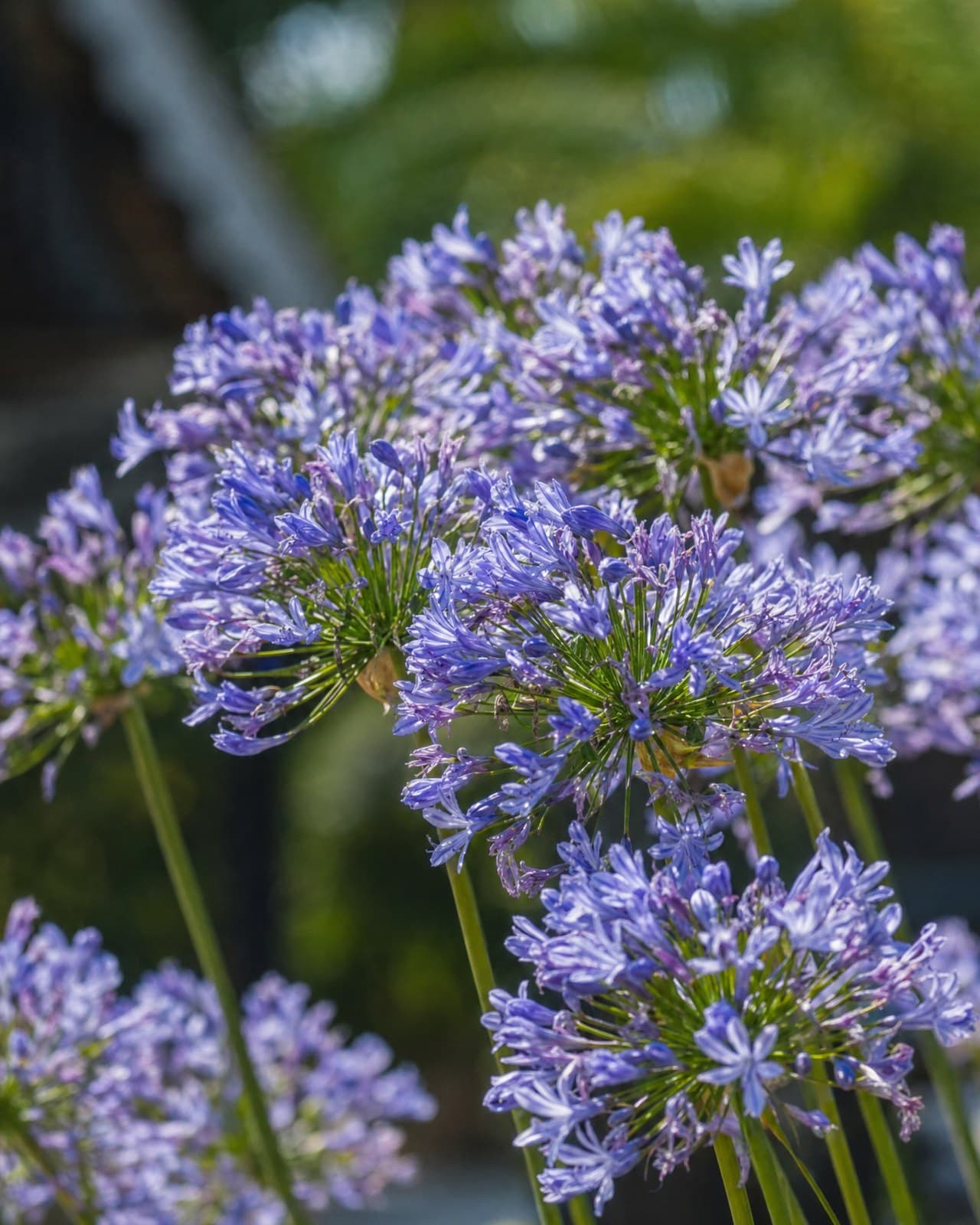 אגפנטוס (Agapanthus praecox, 'שושן הנילוס׳) הוא רב-שנתי מרשים — מזרקת עלווה ירוק