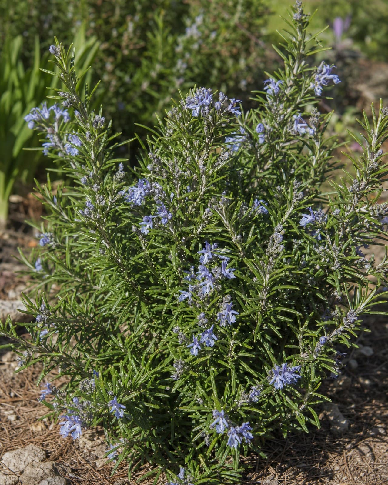 רוזמרין 'ברביקיו׳ (זקוף) (Salvia rosmarinus, לשעבר Rosmarinus officinalis) הוא ש