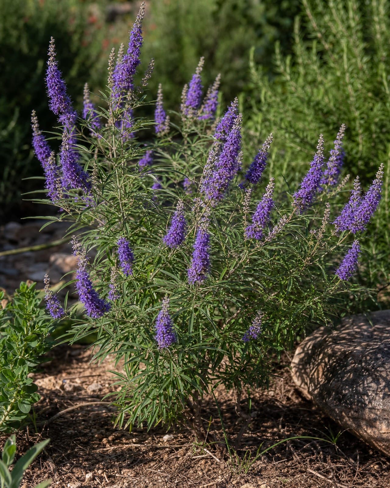 שיח-אברהם ארגמני (Vitex agnus-castus, 'chaste tree') הוא שיח-נוי פורח, קשוח וריח