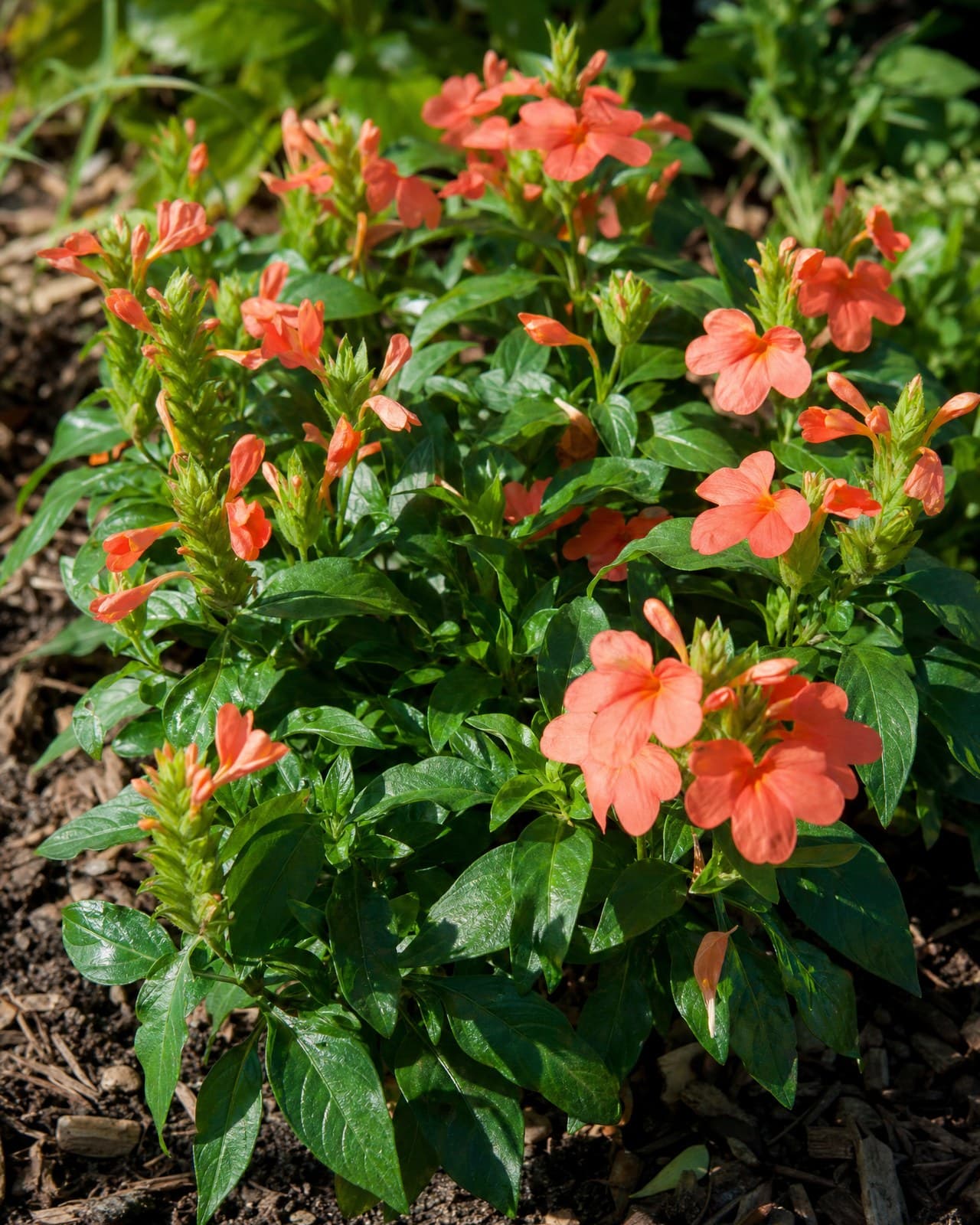 קרוסנדרה (Crossandra infundibuliformis, 'פרח האש׳/firecracker flower) היא שיח-נו
