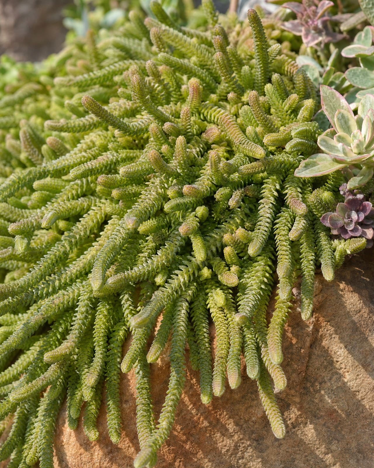 קרסולה קשקשים (Crassula muscosa, 'שרשרת-שעון׳/watch-chain) היא סוקולנט-נוי מקורי