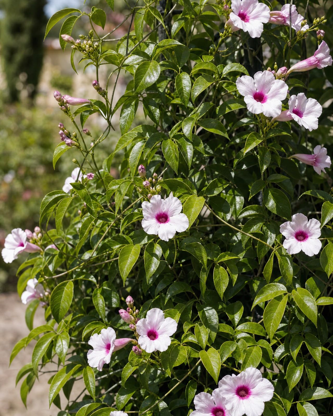 פנדוראה ירוקה (Pandorea jasminoides, 'יסמין הסלע׳ / bower vine, ממשפחת הביגנוניי