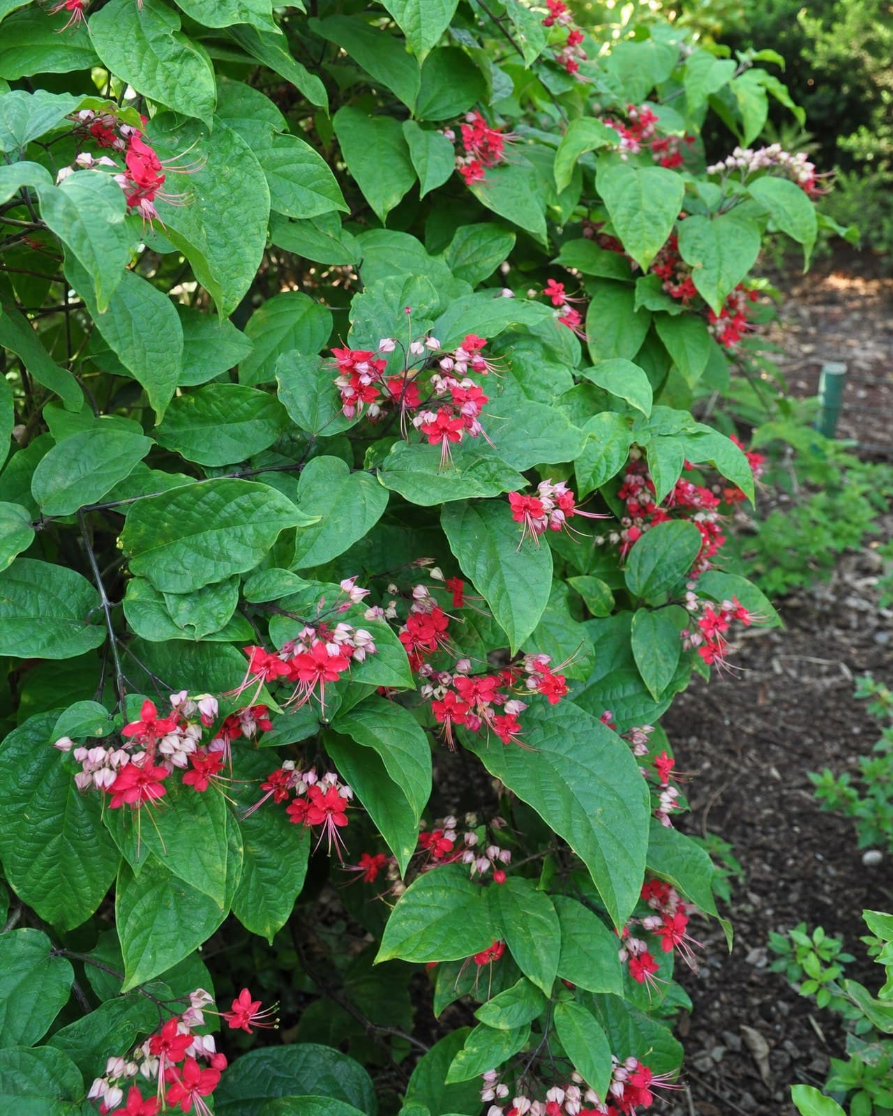 קלרודנדרון נאה (Clerodendrum, 'עץ הגורל׳/glory bower, ממשפחת השפתניים) הוא שיח/מ