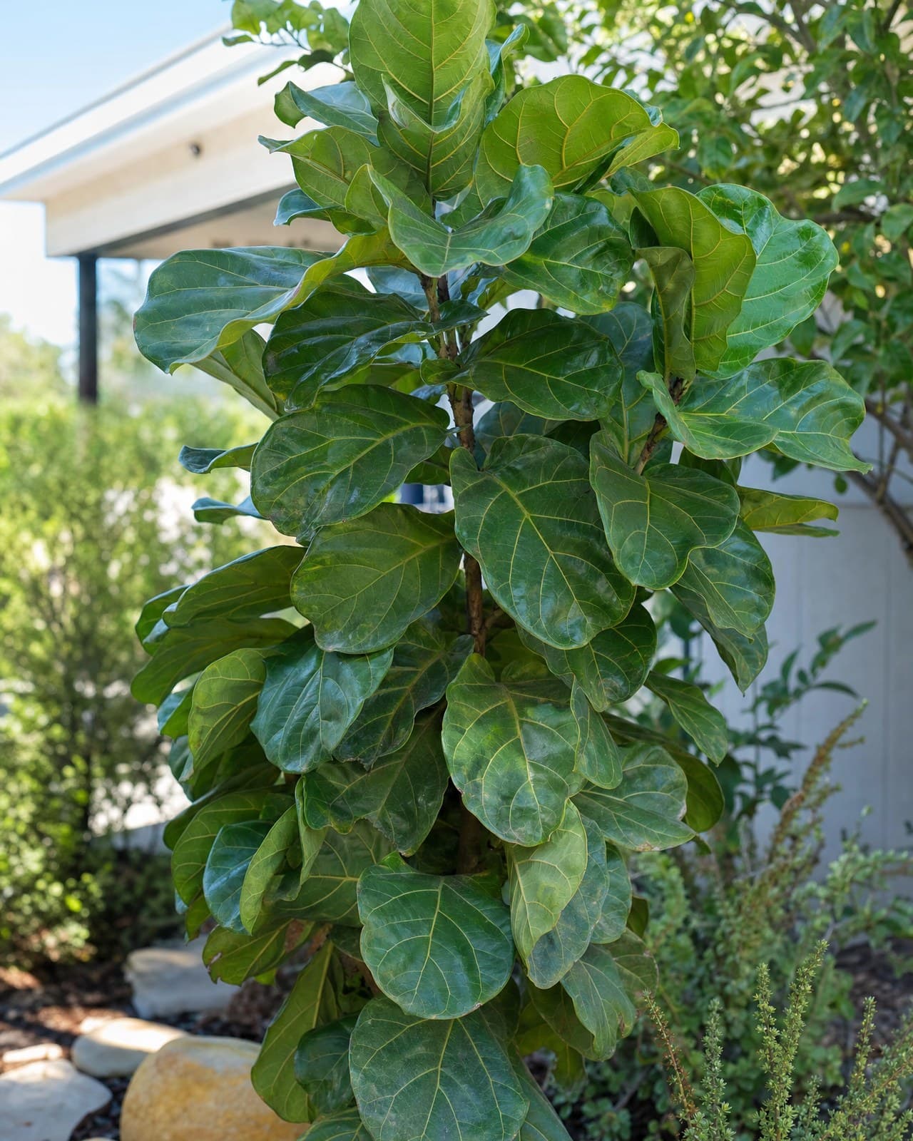 פיקוס כינורי (Ficus lyrata, ממשפחת התותיים) הוא פיקוס-נוי ירוק-עד, ותיק וקשוח —