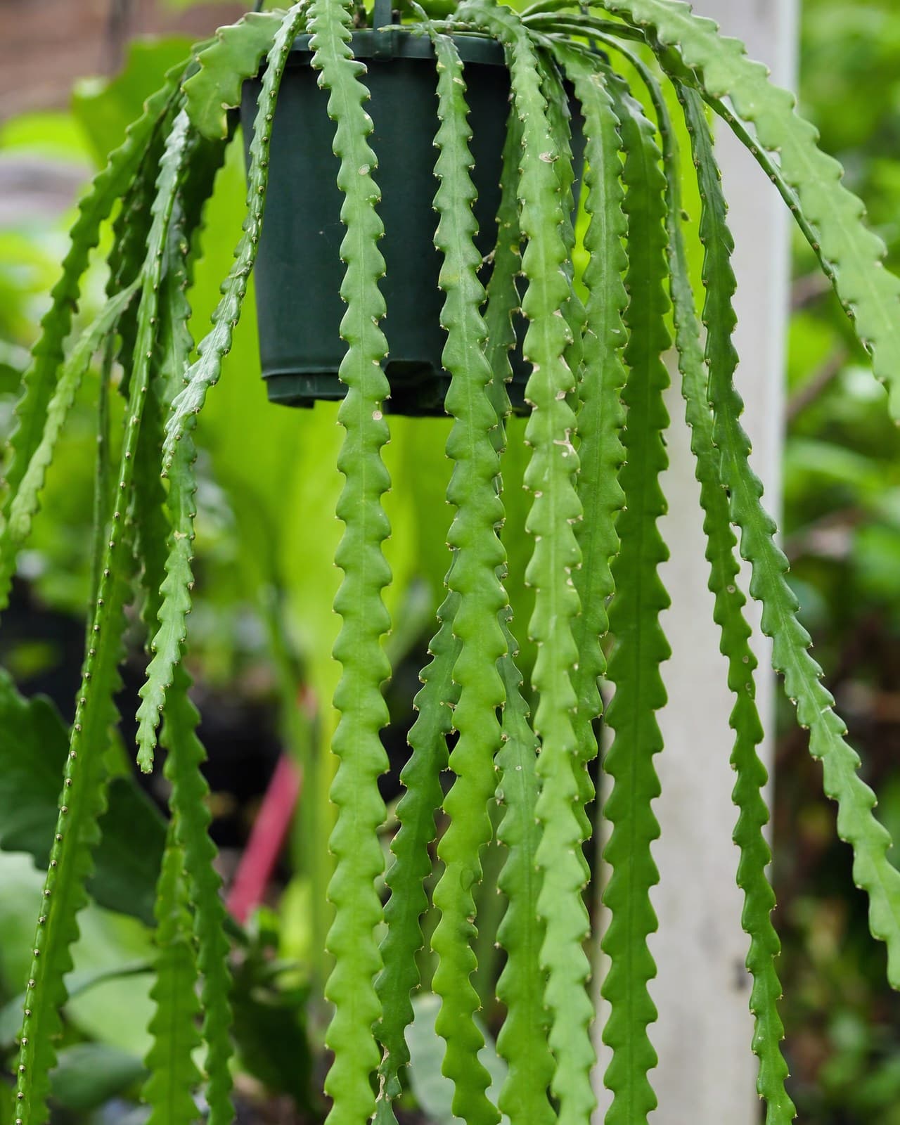 ריפסליס 'פרדוקסה׳ (Rhipsalis paradoxa, 'קקטוס-שרשרת׳) הוא קקטוס-נוי טרופי ואפיפי
