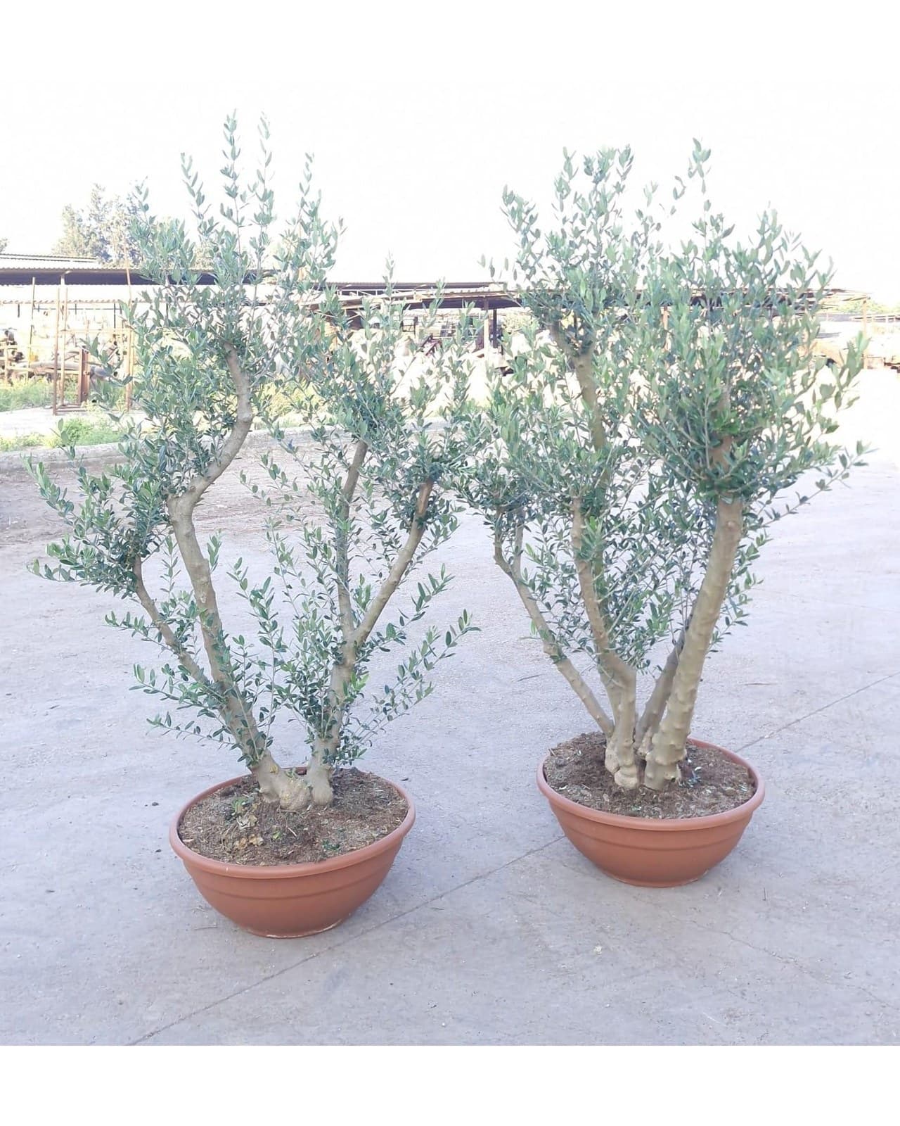 זית מעוצב פונפונים קע.60