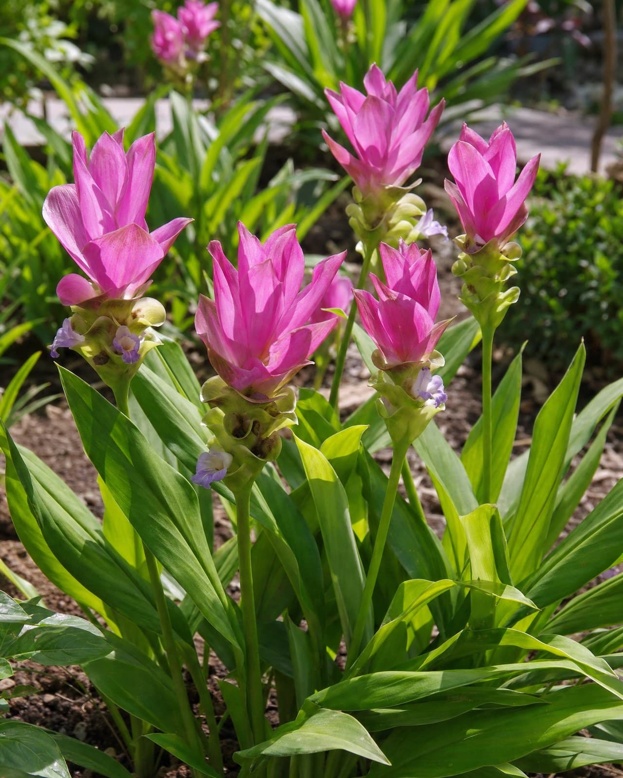 קורקומה ורודה (Curcuma alismatifolia, 'טוליפ סיאם׳/Siam tulip, ממשפחת הזנגביל) ה