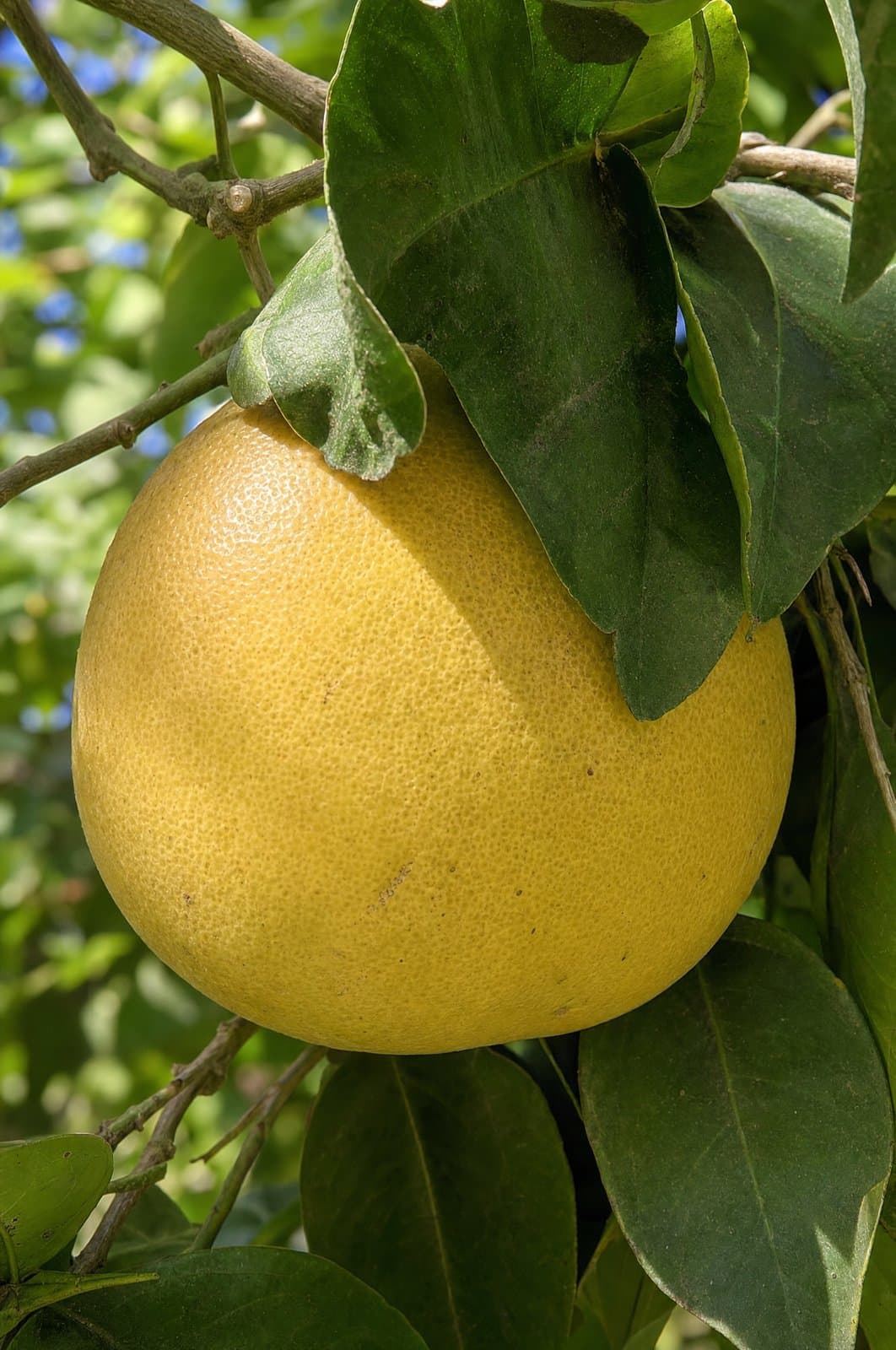 פומלה - Pomelo | פרי העץ | הדר נוי משתלות