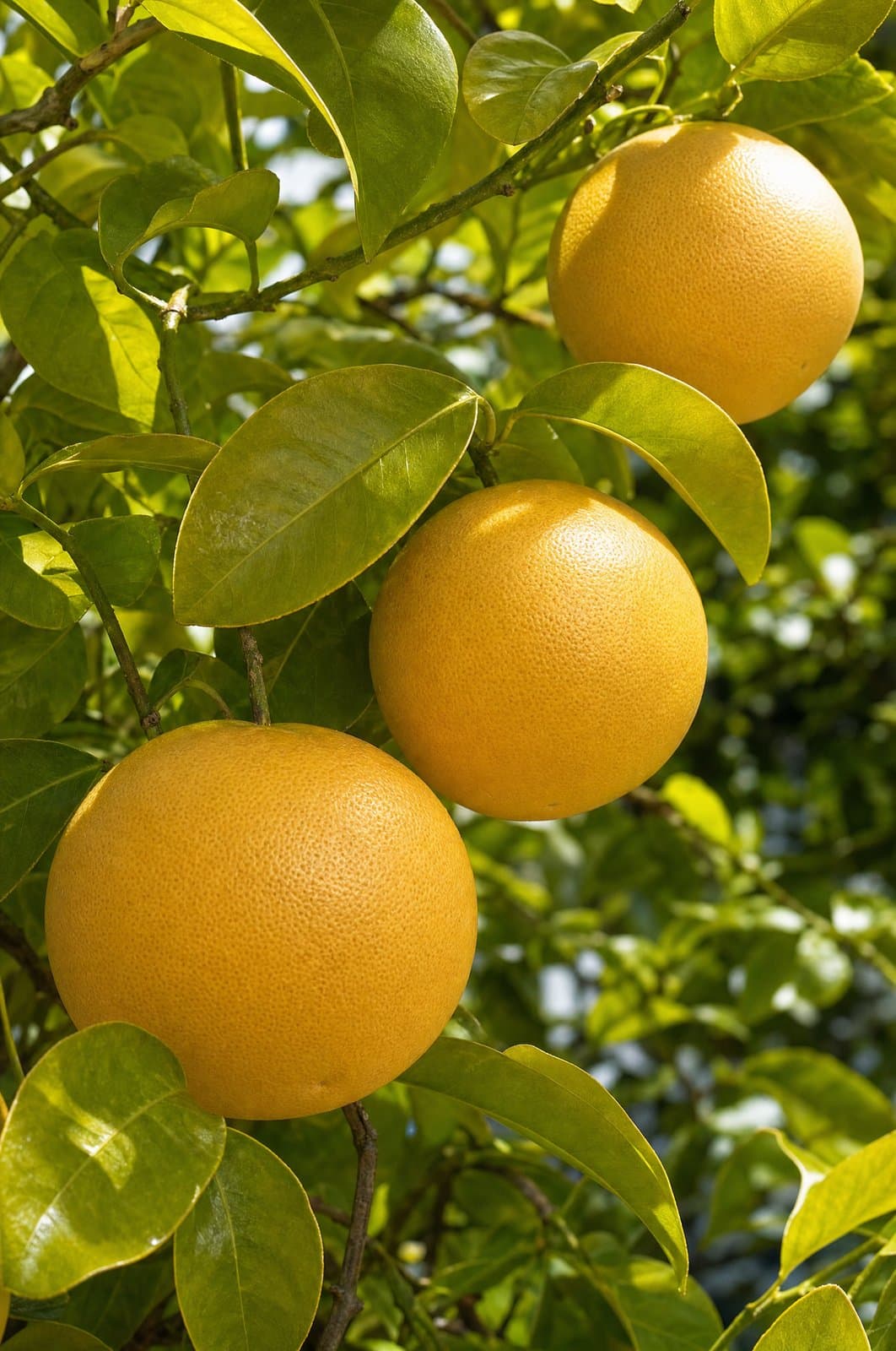 אשכולית - Grapefruit | פרי העץ | הדר נוי משתלות