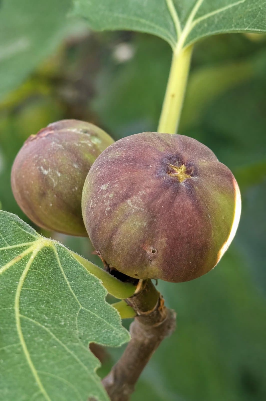 תאנה - Fig | פרי העץ | הדר נוי משתלות