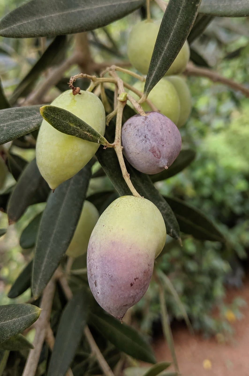זית - Olive | פרי העץ | הדר נוי משתלות