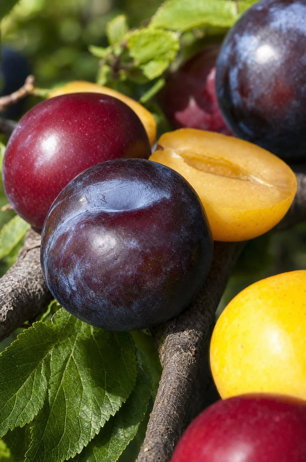 שזיף - Plum | פרי העץ | הדר נוי משתלות