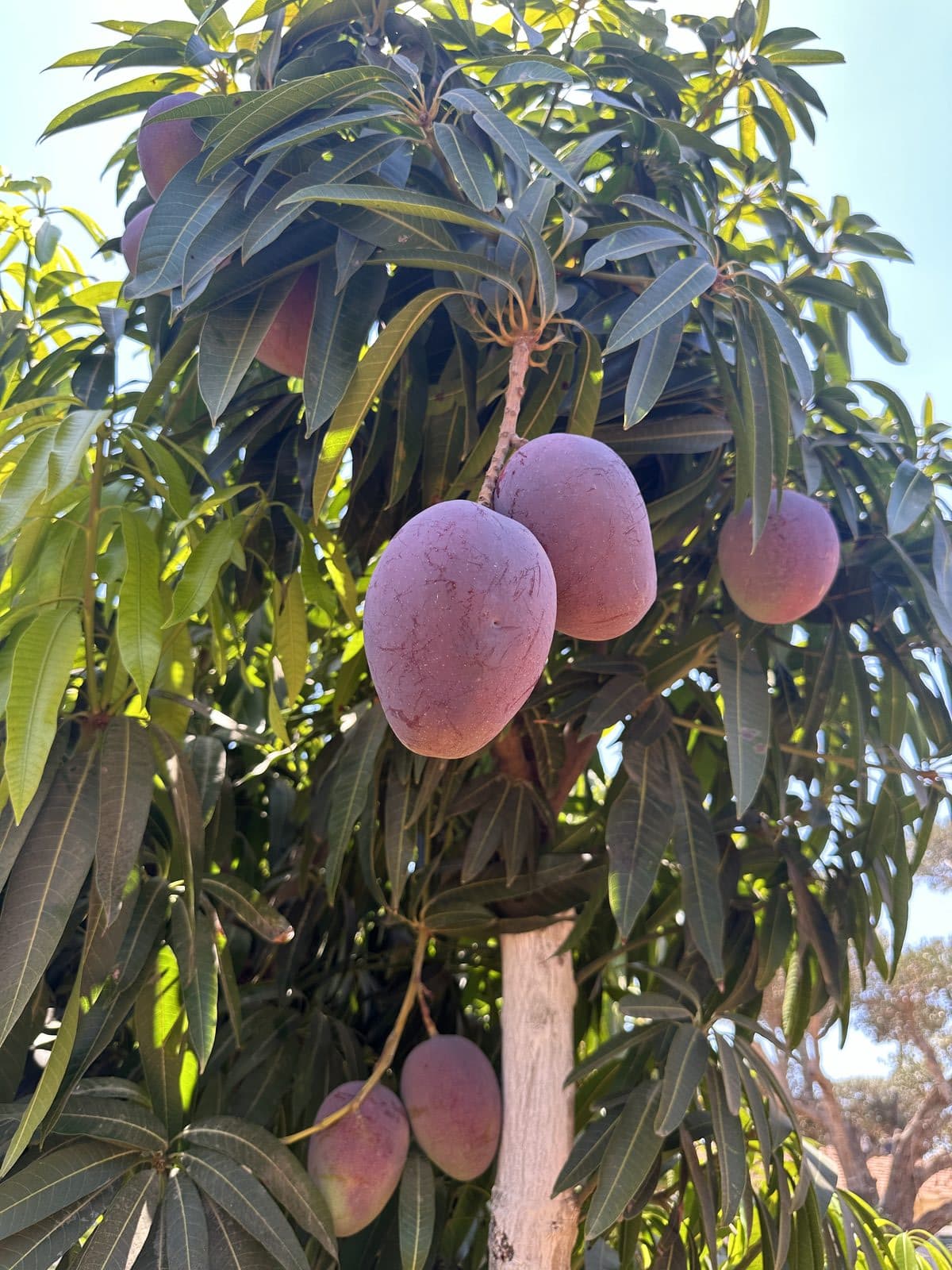 מנגו שלי - Mango 'Shelly' | פרי העץ | הדר נוי משתלות