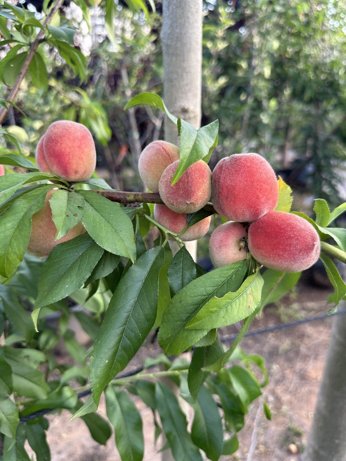 אפרסק עודד - Peach 'Oded' | פרי העץ | הדר נוי משתלות