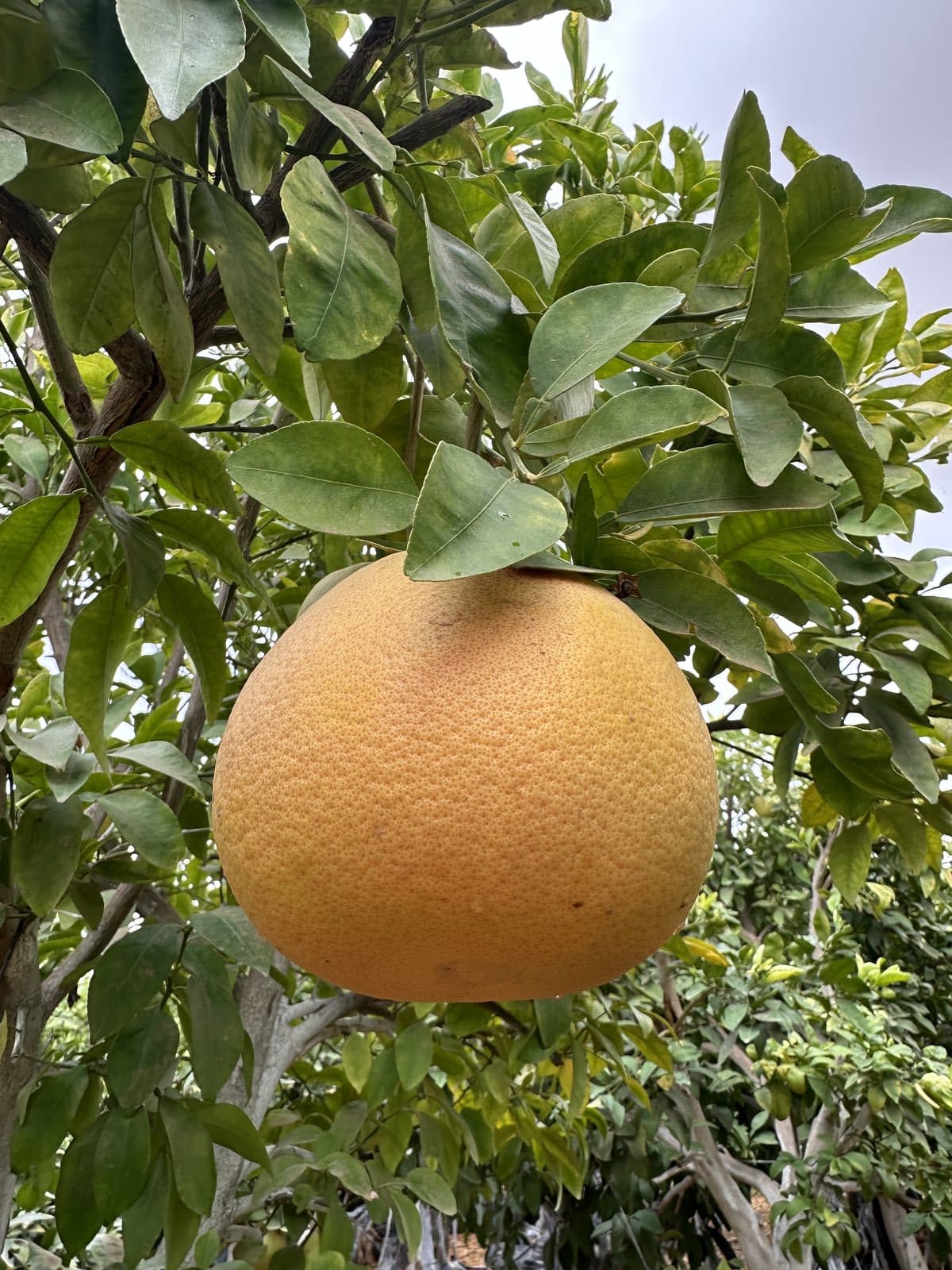 אשכולית אדומה - Red grapefruit | פרי העץ | הדר נוי משתלות