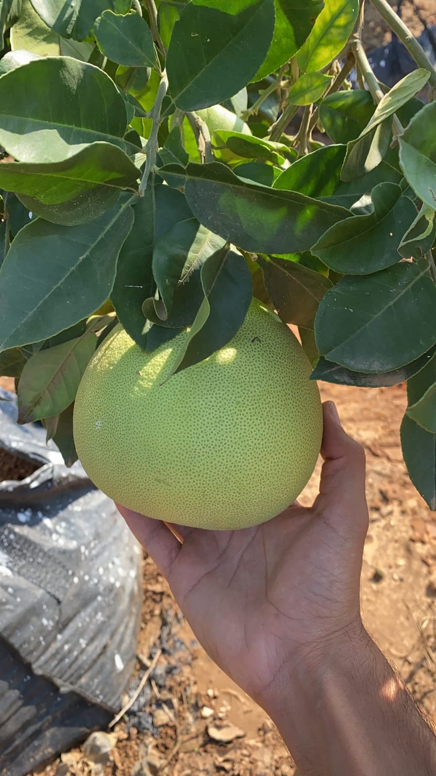 פומלה לבנה - White pomelo | פרי העץ | הדר נוי משתלות