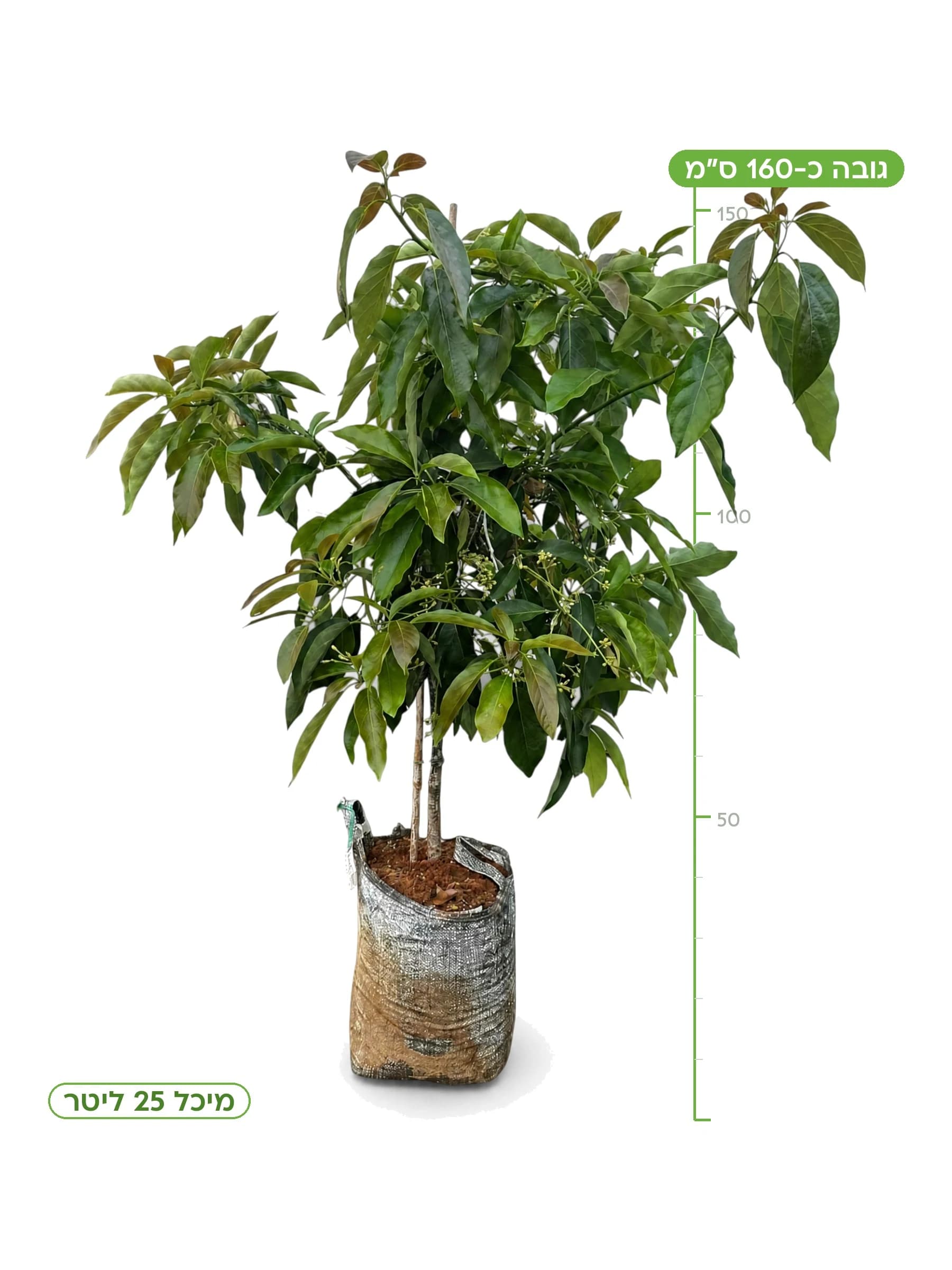 אבוקדו אטינגר במיכל 25 ליטר, גובה כ-160 ס"מ - משתלות הדר נוי