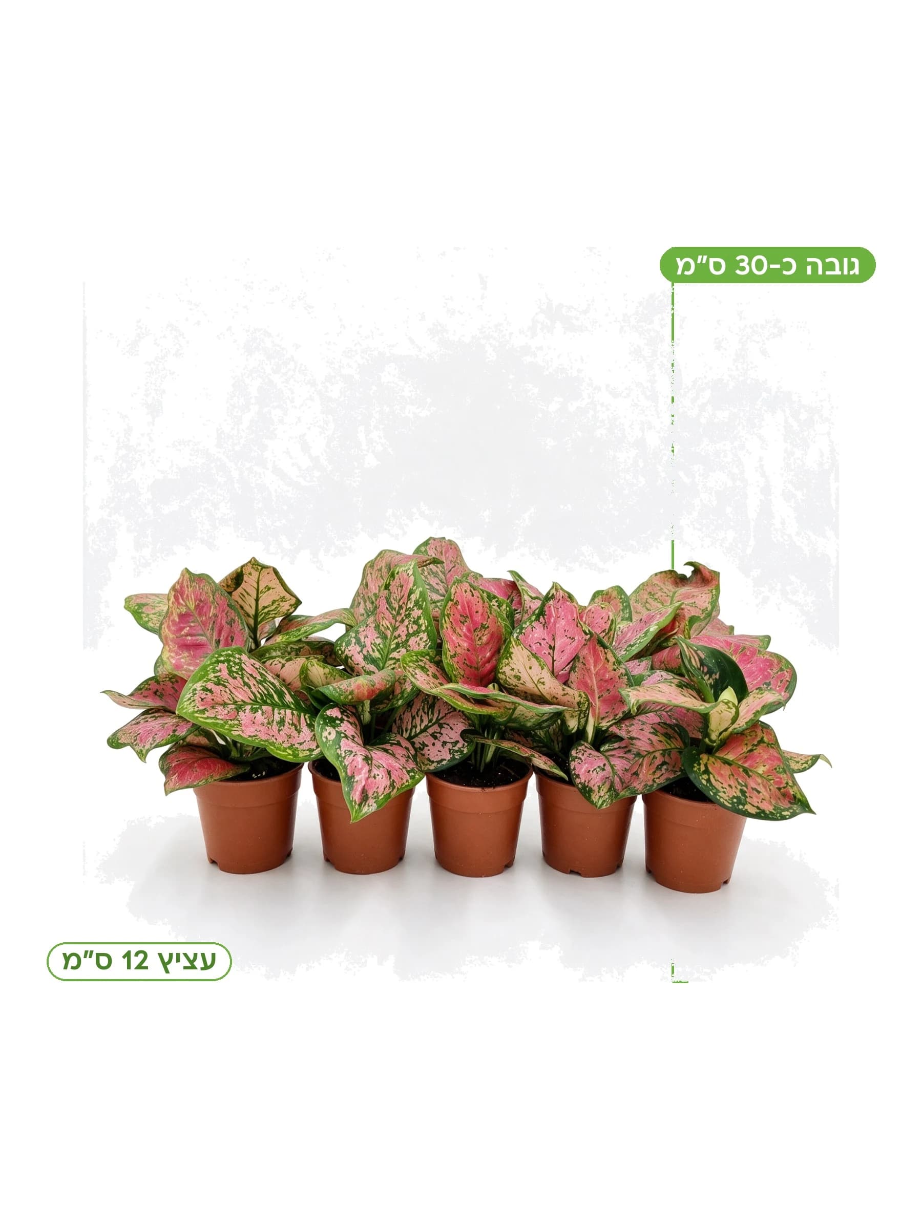 אגלונמה ורודה עצ.12 למכירה - משתלת הדר נוי, גובה כ-30 ס"מ