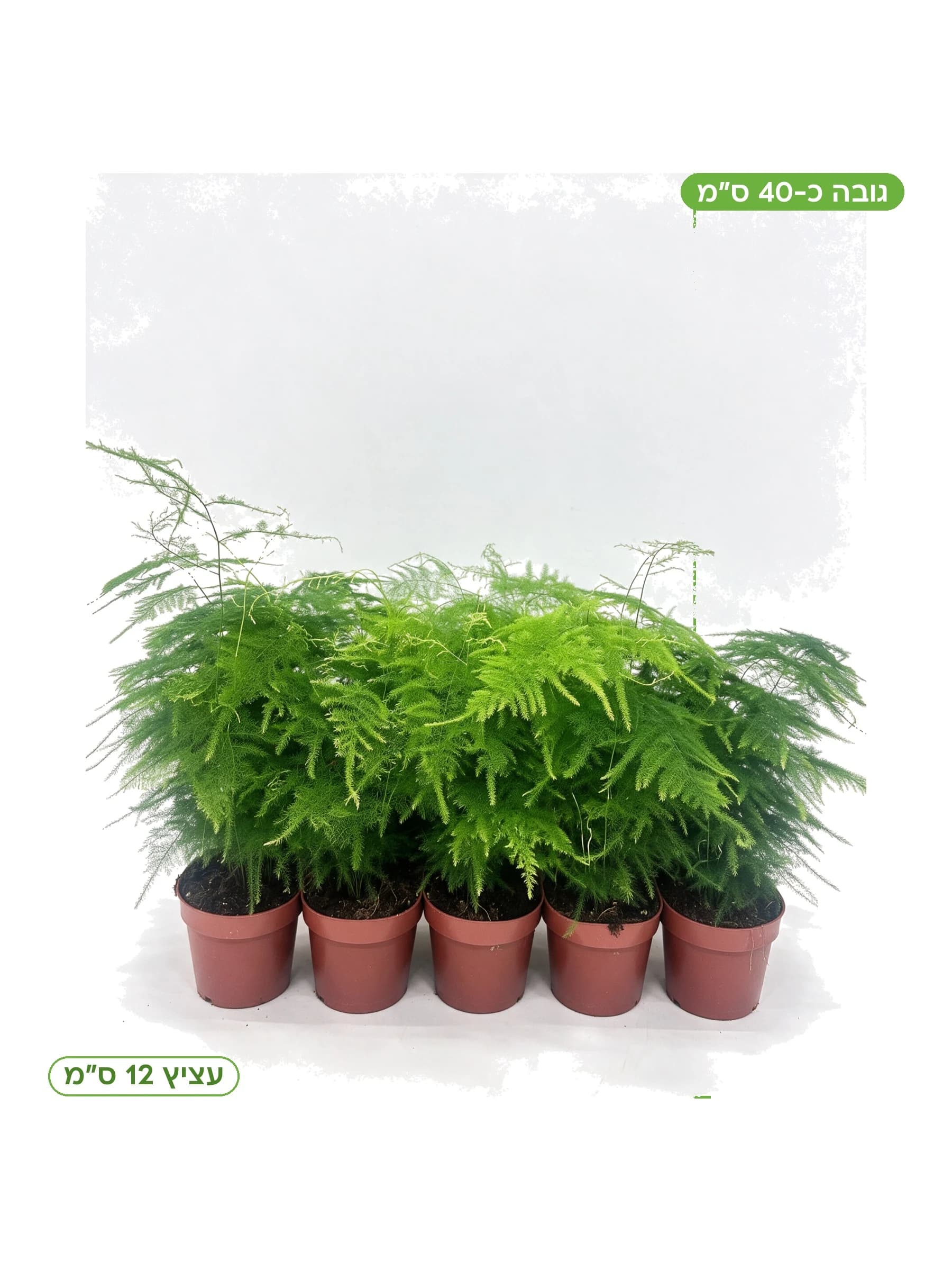 אספרגוס מנוצה עצ.12 למכירה - משתלת הדר נוי, גובה כ-40 ס"מ