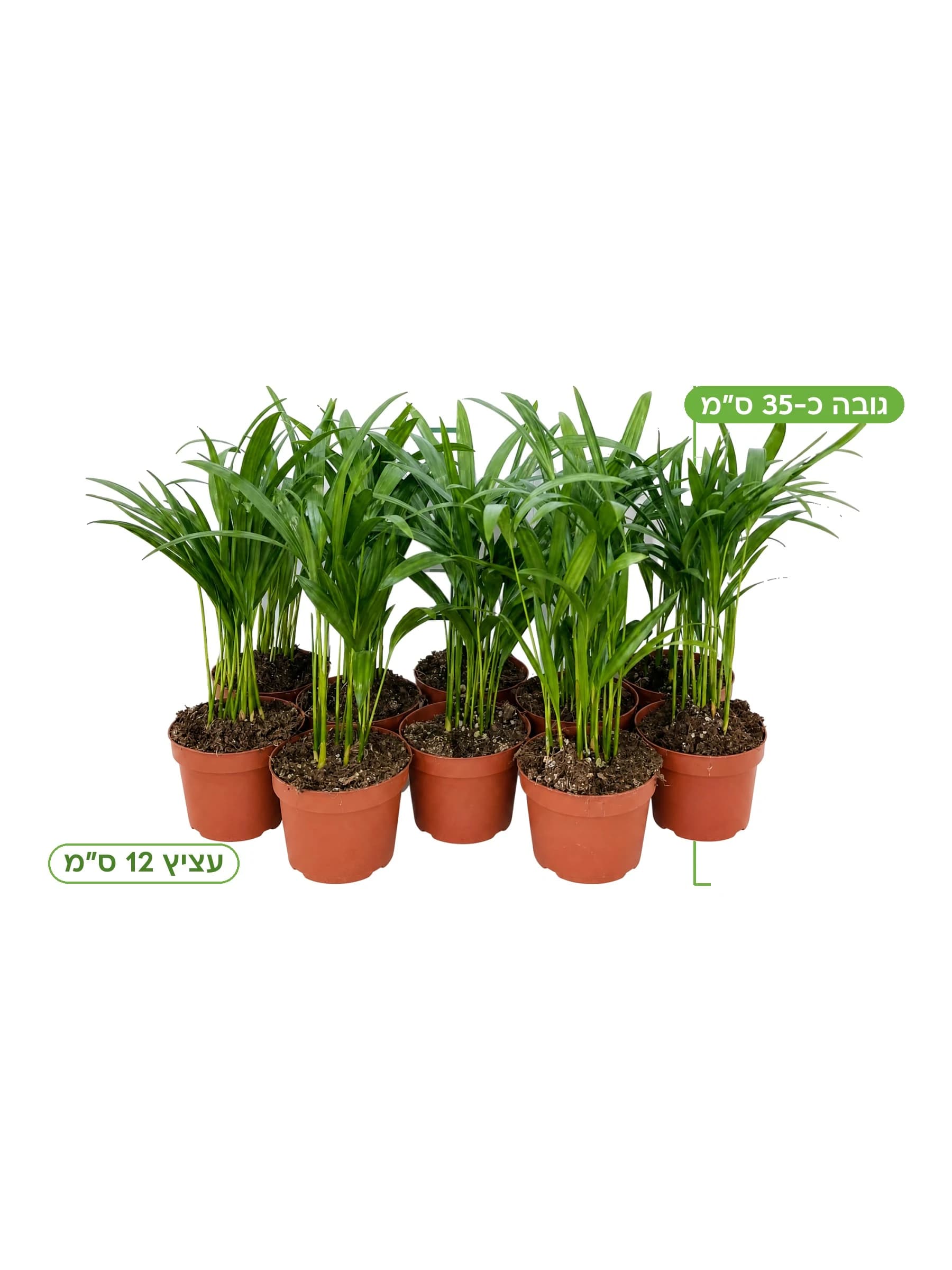 מגש שתילי דקל אריקה בעציצי חרס קטנים, עלים נוציים דקים ובהירים הנפרשים כמניפה — הדר נוי משתלות, גובה כ-35 ס"מ