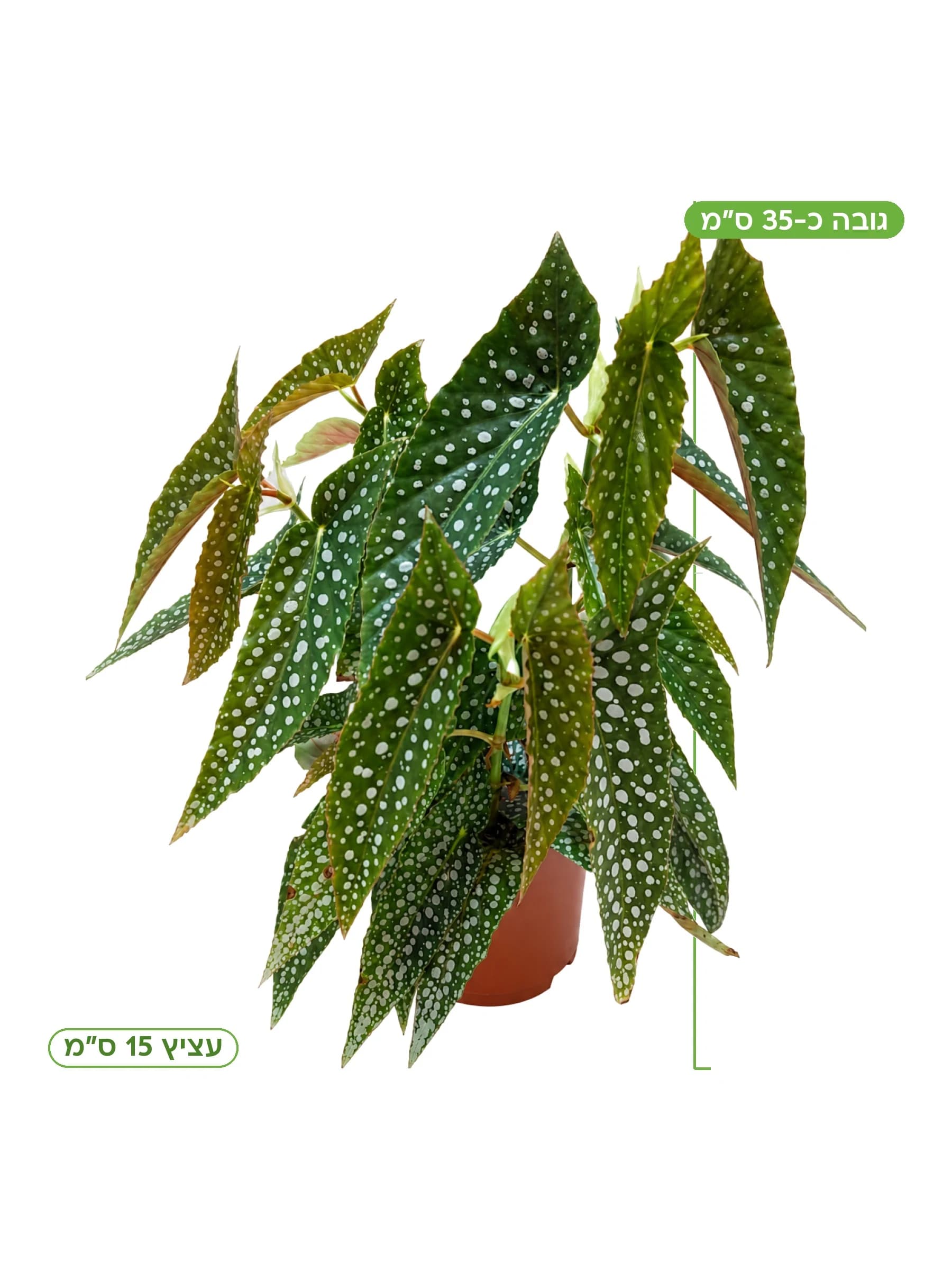 בגוניה דבל דוט עצ.15 למכירה - משתלת הדר נוי, גובה כ-35 ס"מ