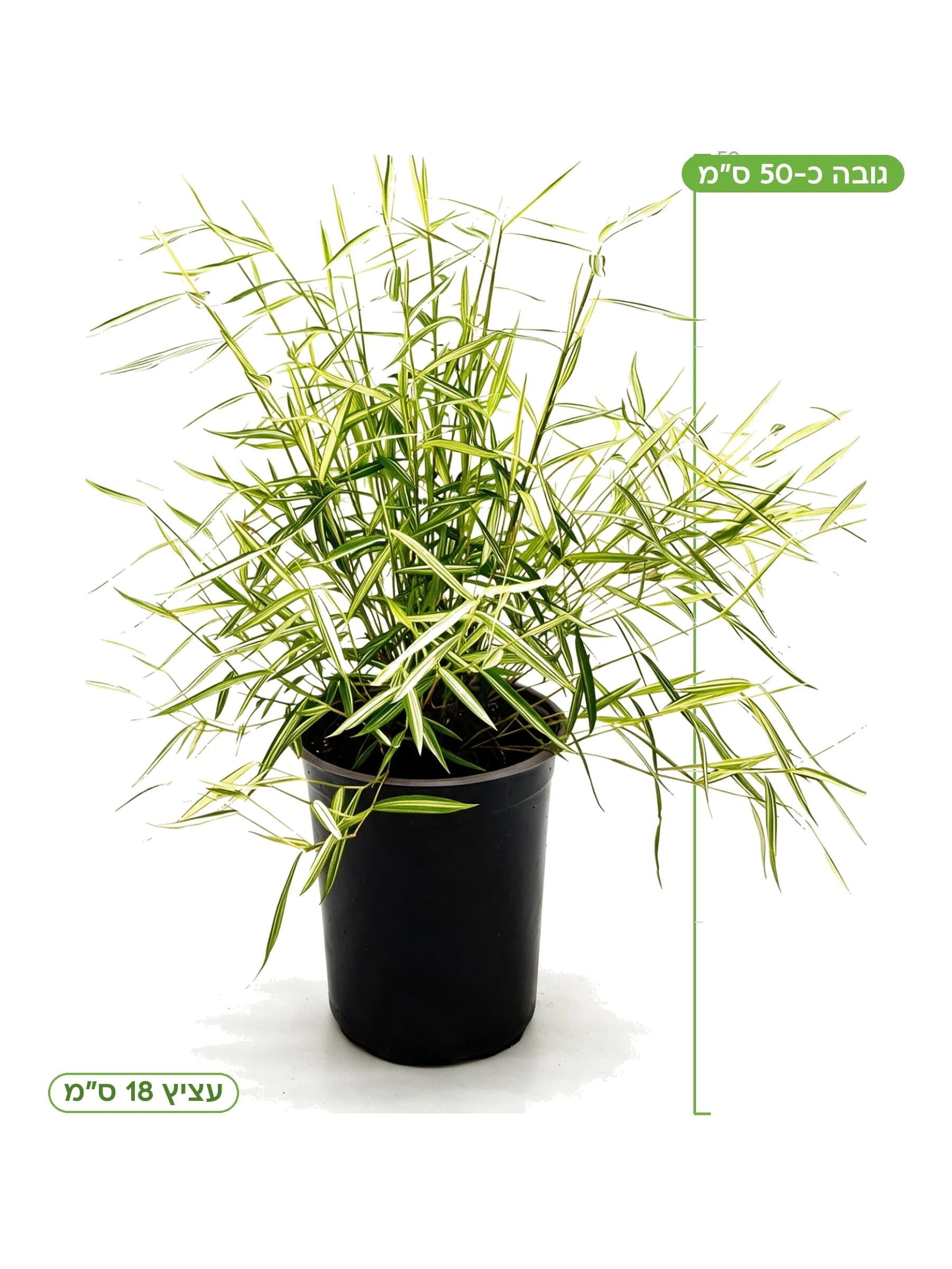 במבוק ננסי מגוון עצ.18 למכירה - משתלת הדר נוי, גובה כ-50 ס"מ