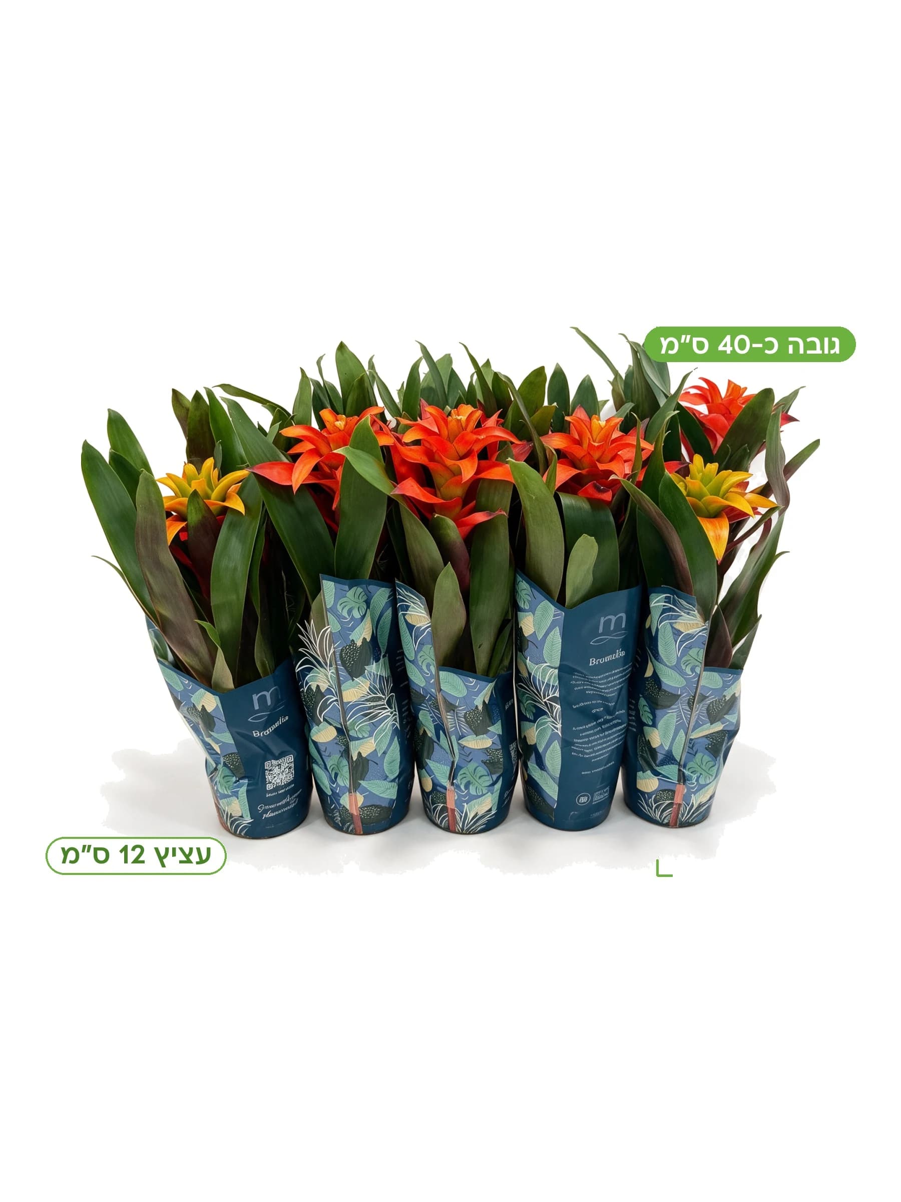 גוזמניה מיקס עצ.12 למכירה - משתלת הדר נוי, גובה כ-40 ס"מ