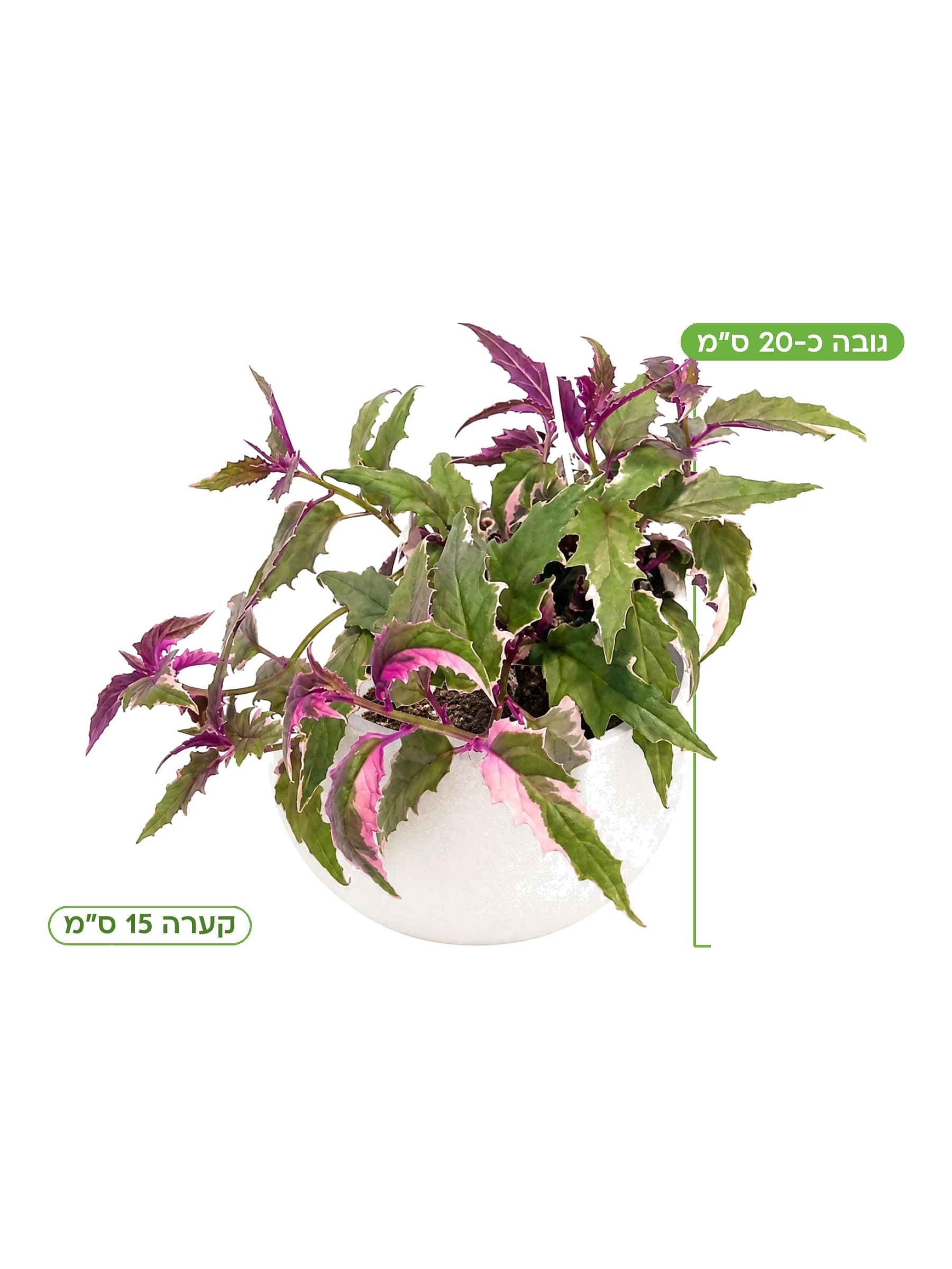 גינורה "פרפל פשן" מגוון קע.15 למכירה - משתלת הדר נוי, גובה כ-20 ס"מ