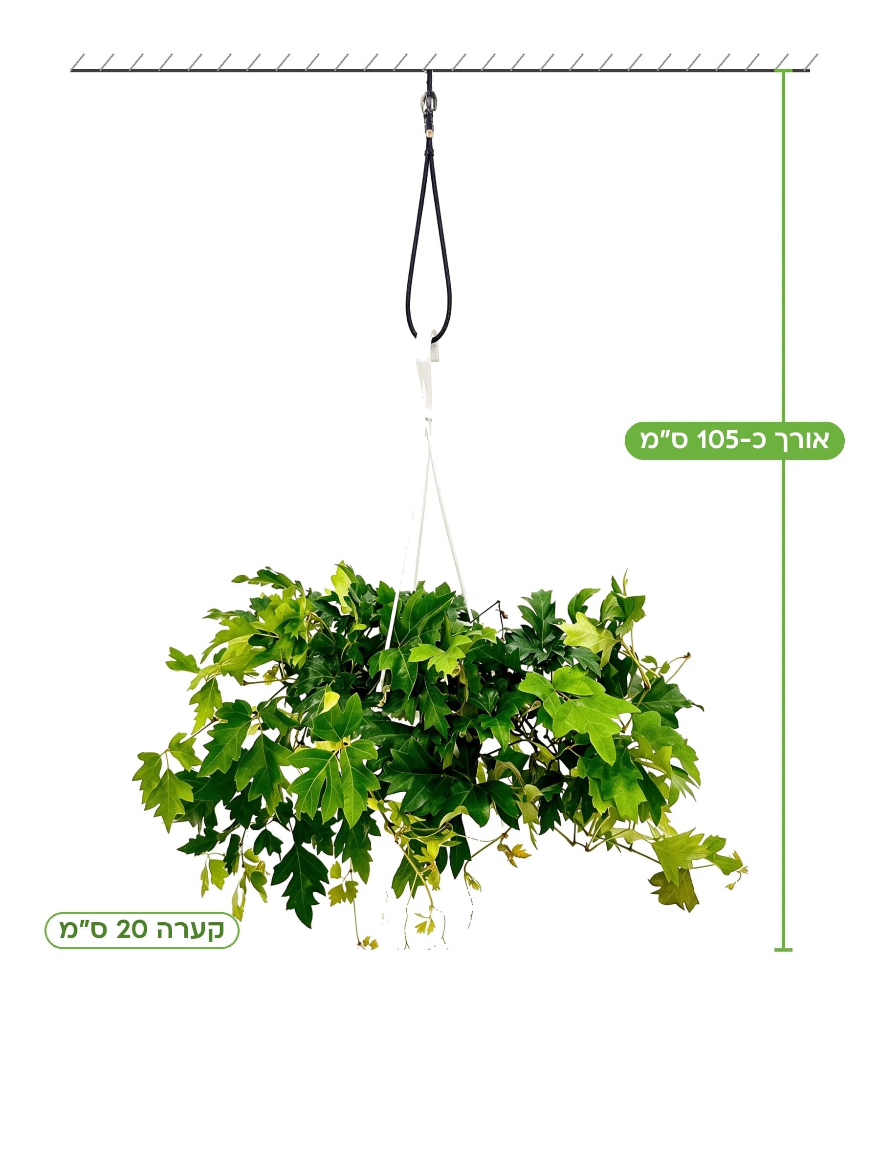 גפנית בעציץ תלוי, גבעולים ארוכים ונופלים עם עלים ירוקים מאונים היוצרים וילון ירוק — הדר נוי משתלות, אורך כ-105 ס"מ