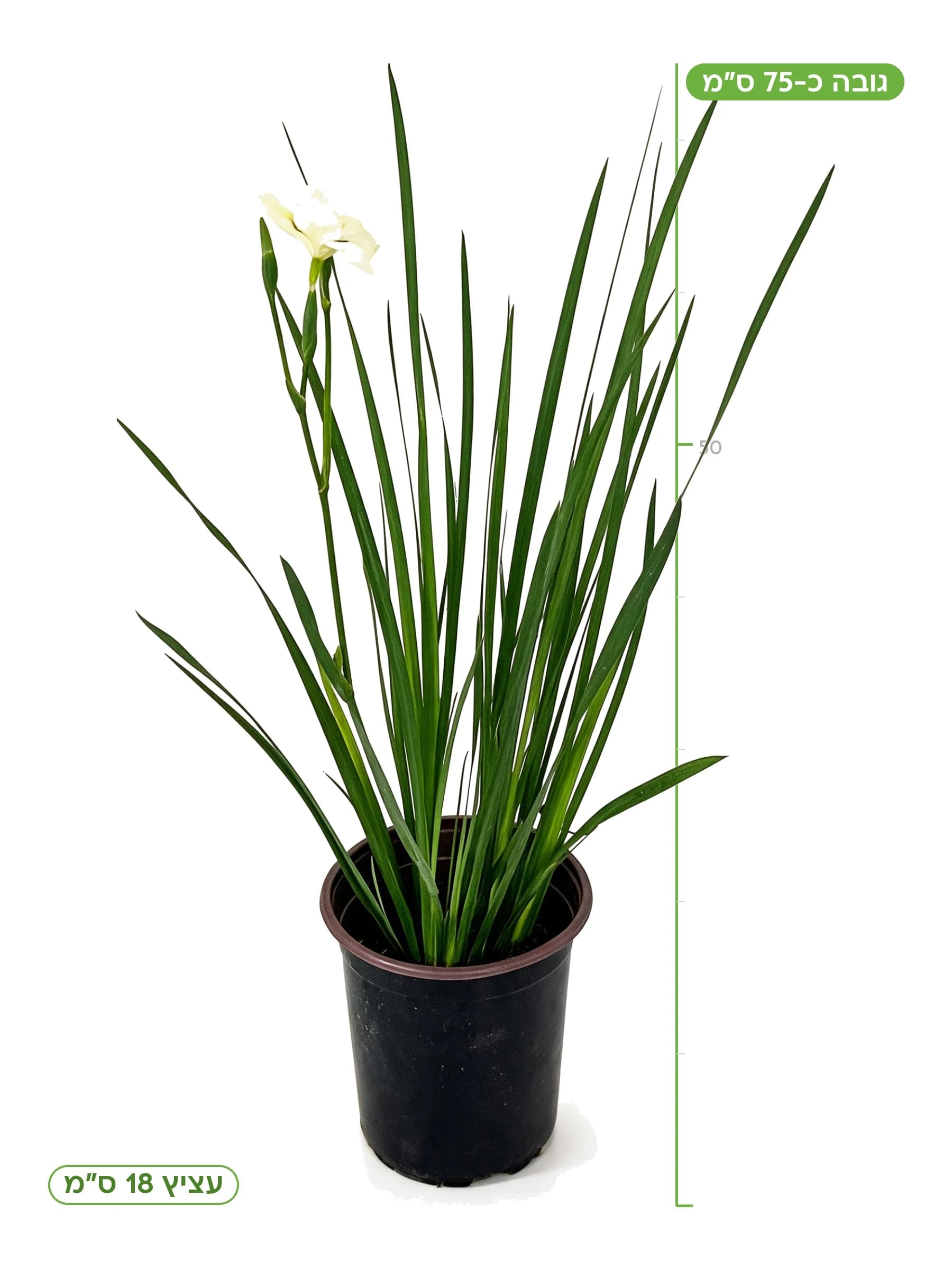 דייטס דו גוני עציץ 18 ס״מ, גובה כ-75 ס״מ