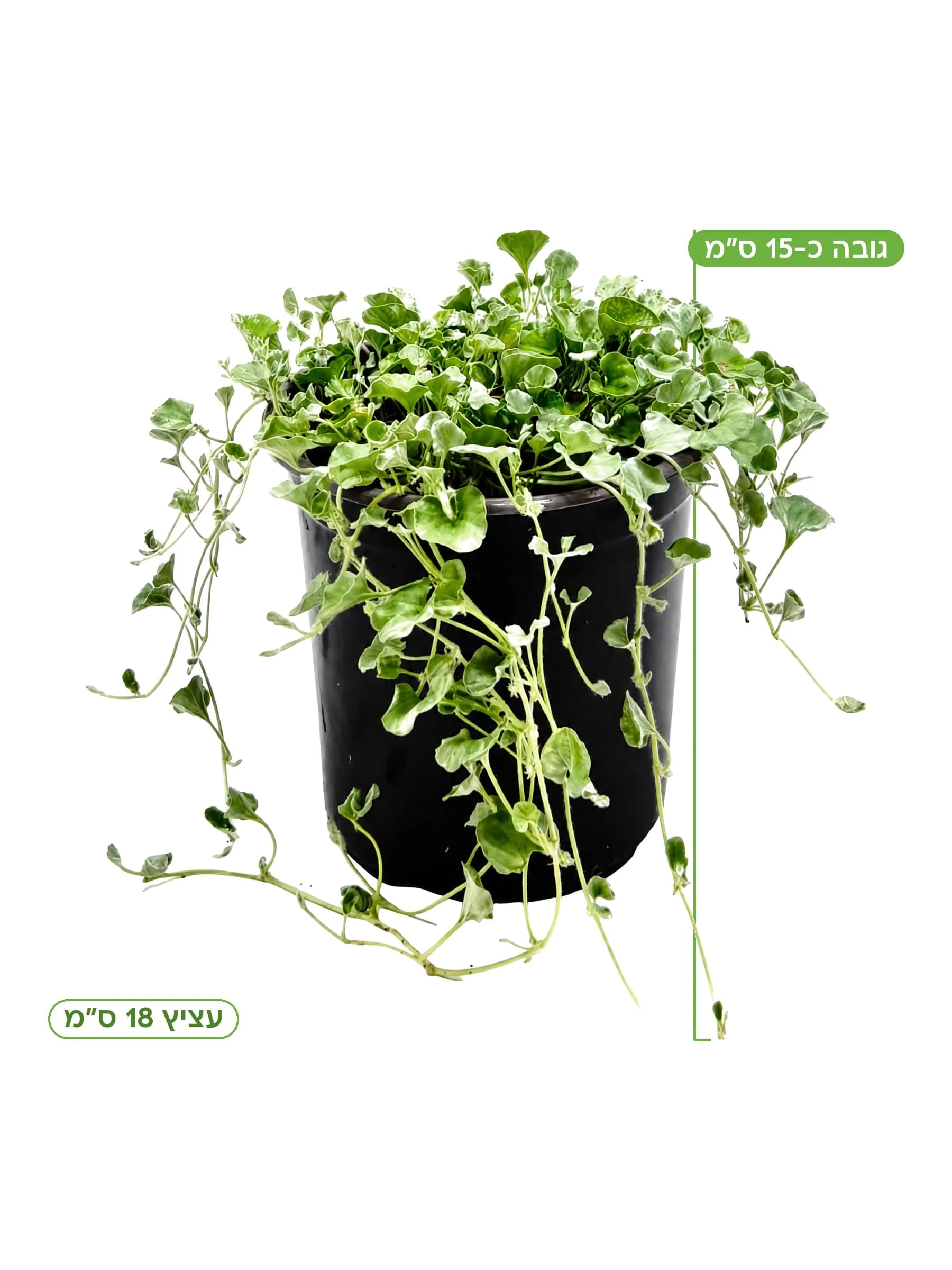 דיכונדרה מכסיפה עצ.18 למכירה - משתלת הדר נוי, גובה כ-15 ס"מ