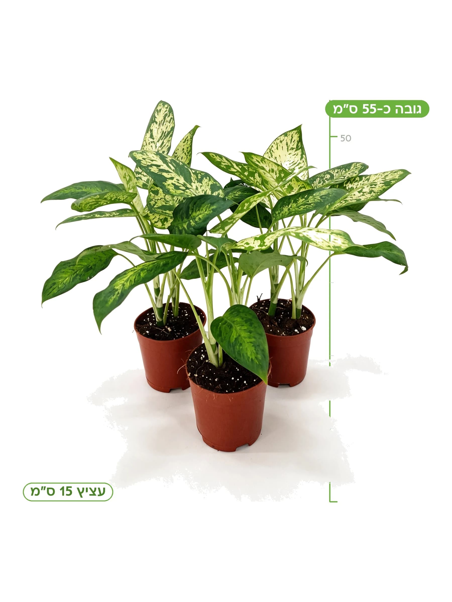 דיפנבכיה לינדה עצ.15, גובה כ-55 ס"מ