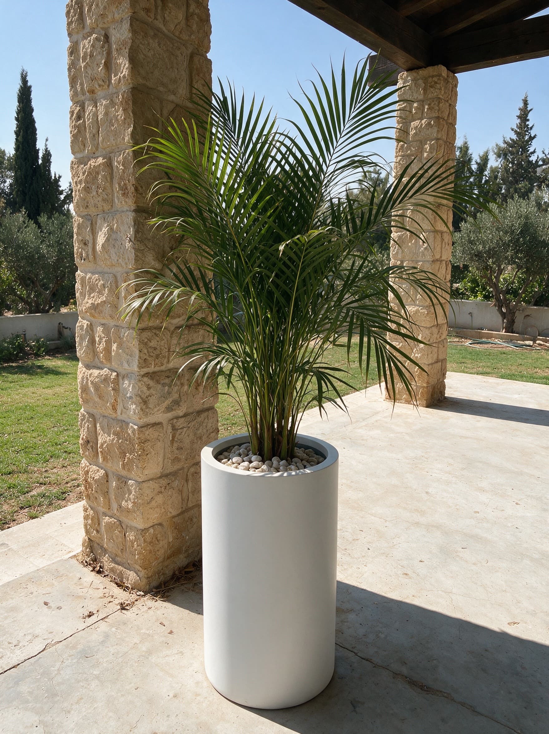 דקל אריקה בכד BRN צילינדר גבוה בלבן בקוטר 40 סנטימטר, עומד ליד עמוד מחופה אבן ירושלמית על מרפסת מקורה בבית פרטי בישראל