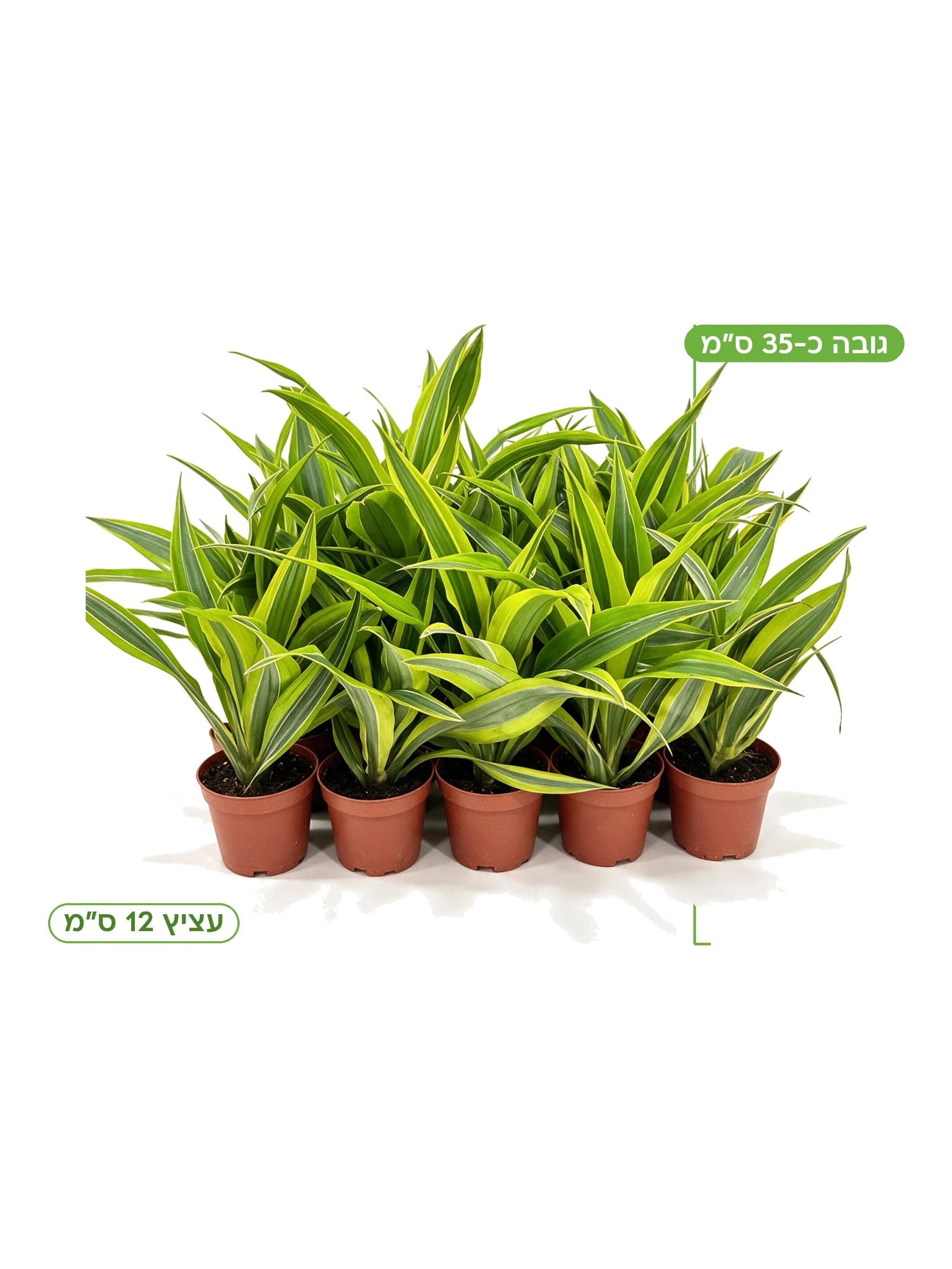 דרצנה למון ליים עצ.12 | הדר נוי משתלות, גובה כ-35 ס"מ