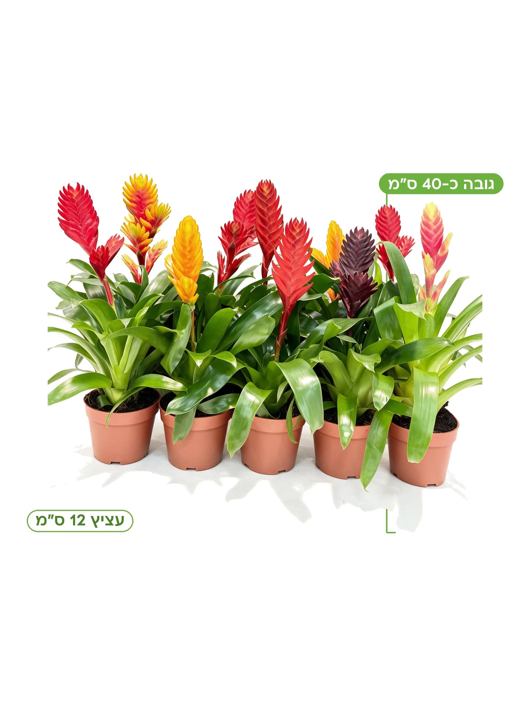 וריזאה מיקס עצ.12 למכירה - משתלת הדר נוי, גובה כ-40 ס"מ