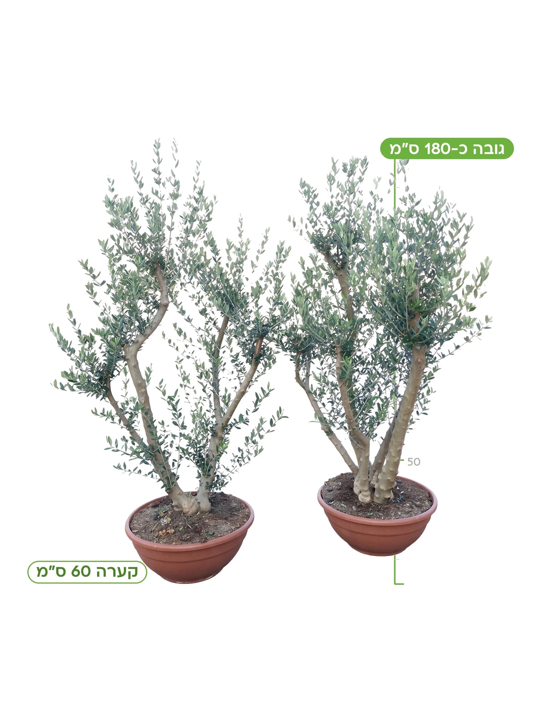 זית מעוצב פונפונים קע.60 למכירה - משתלת הדר נוי, גובה כ-180 ס"מ