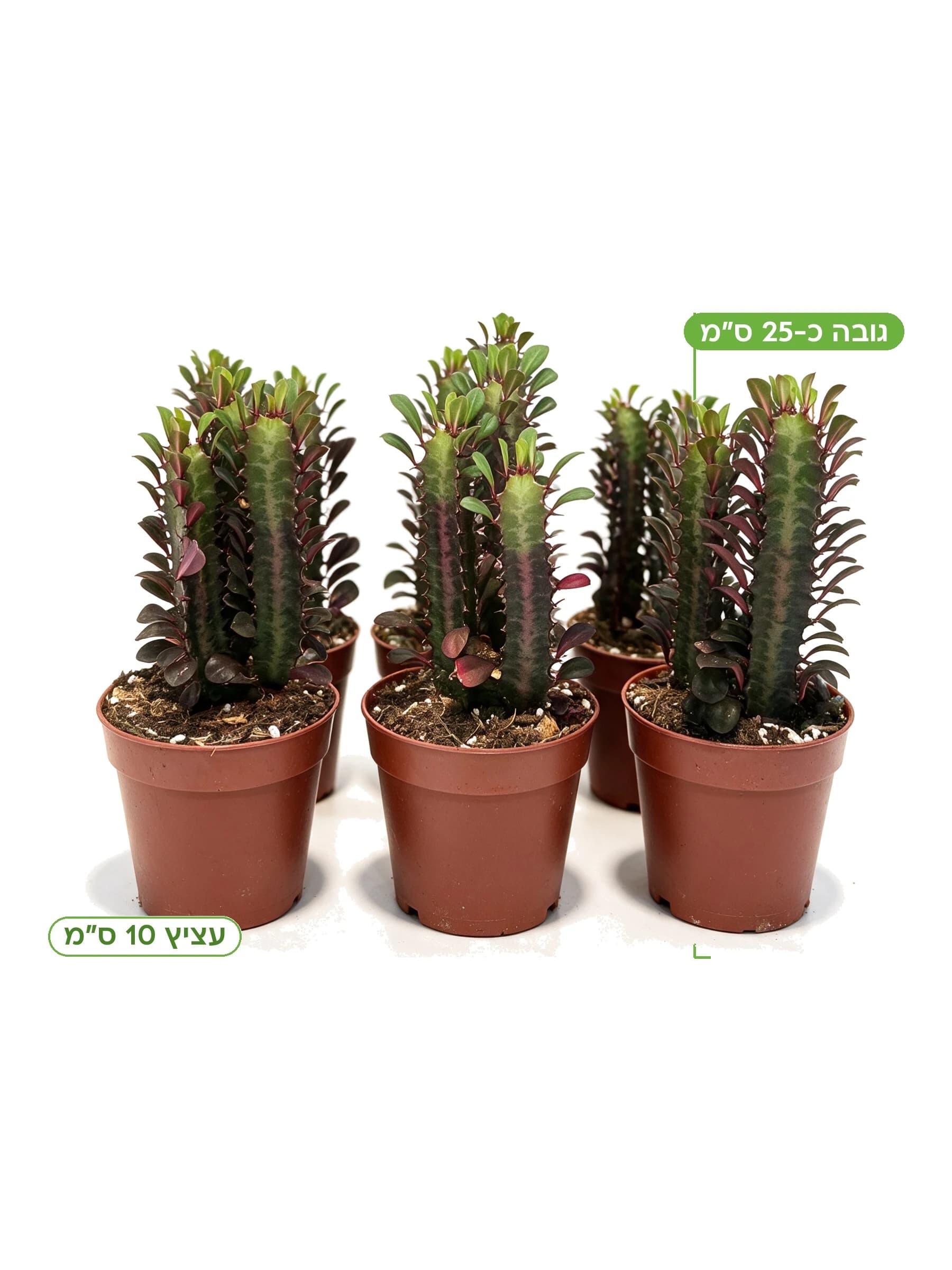 חלבלוב טריגונה רוברה עצ.12, גובה כ-25 ס"מ