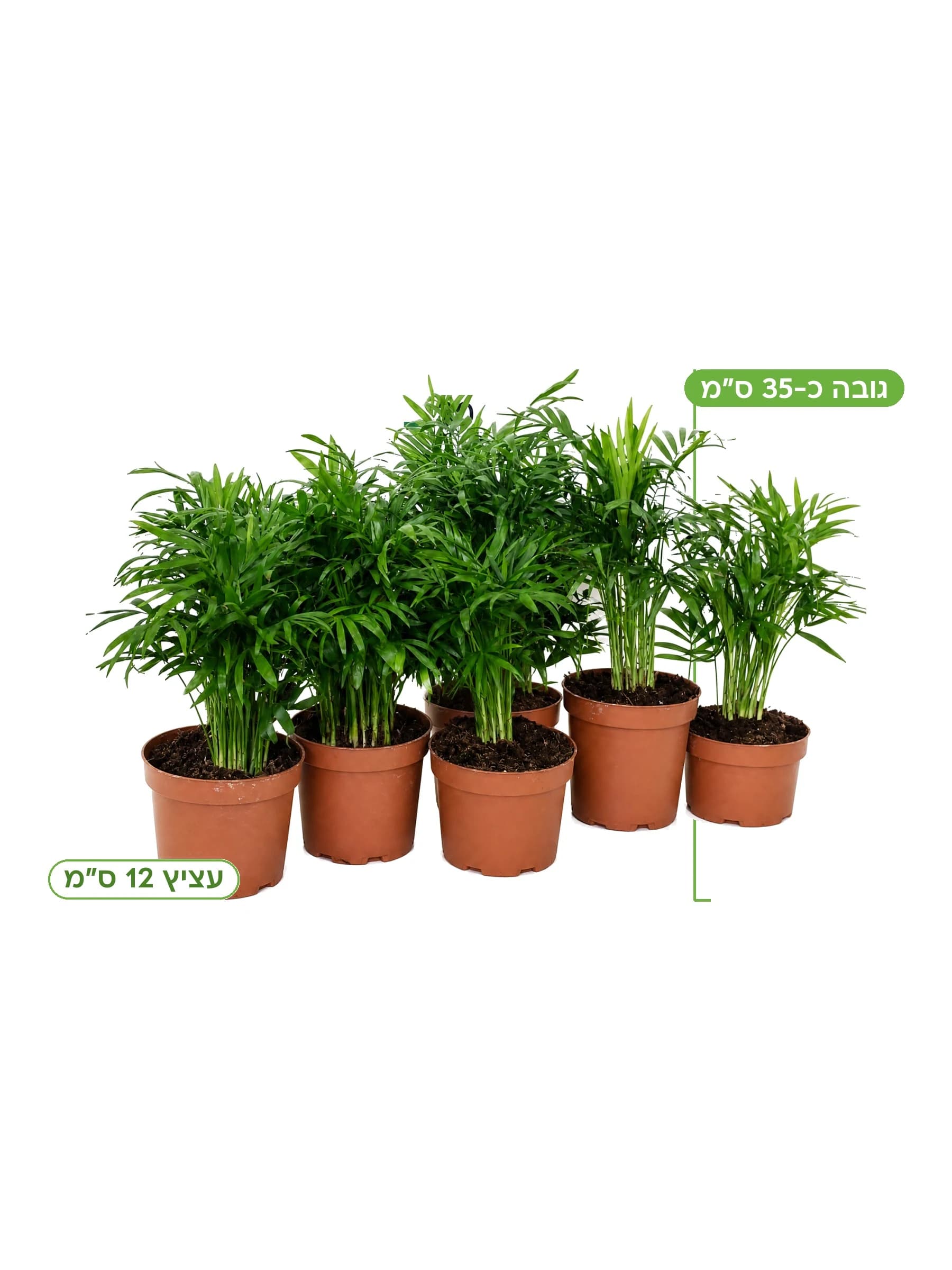 מגש שתילי דקל חמדוראה בעציצי חרס, גבעולים דקים ועלים נוציים ירוקים כהים — הדר נוי משתלות, גובה כ-35 ס"מ