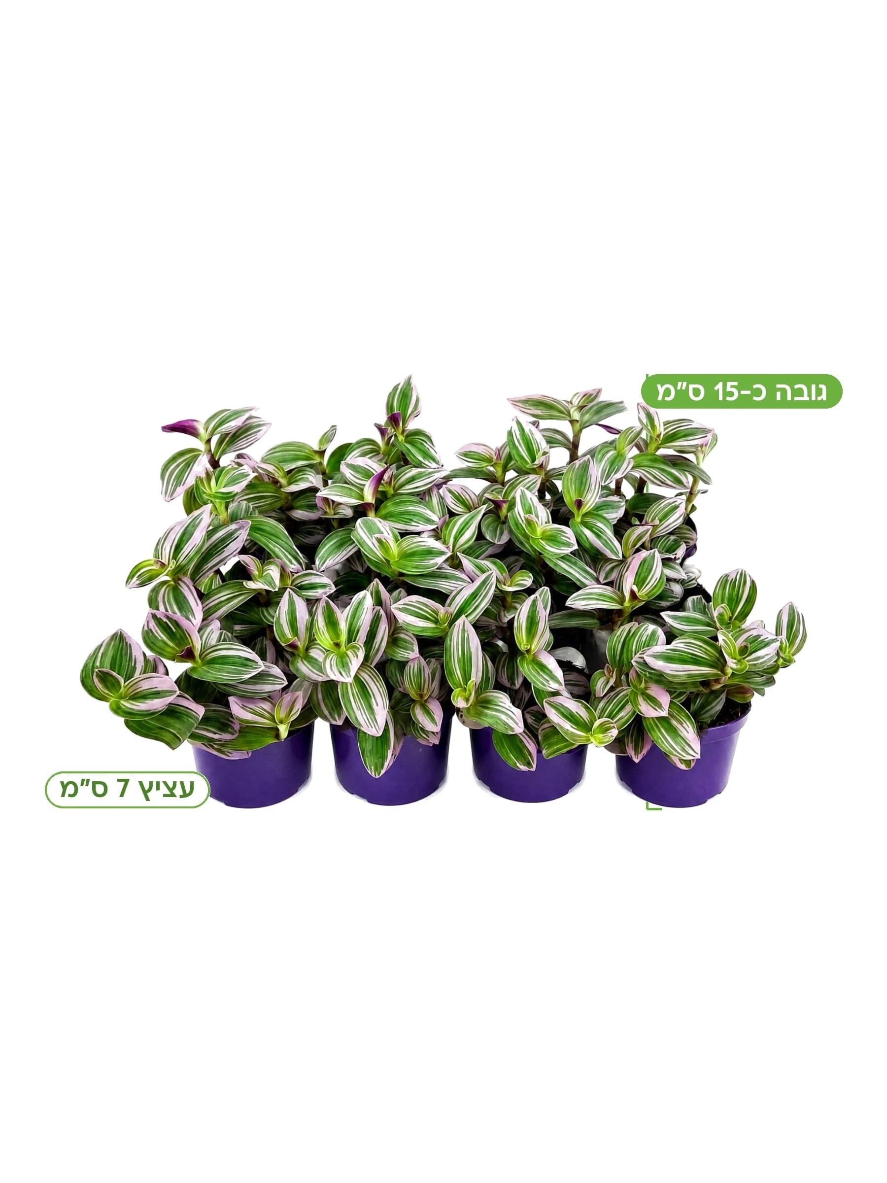 יהודי נודד "ננוק" עצ.7 למכירה - משתלת הדר נוי, גובה כ-15 ס"מ