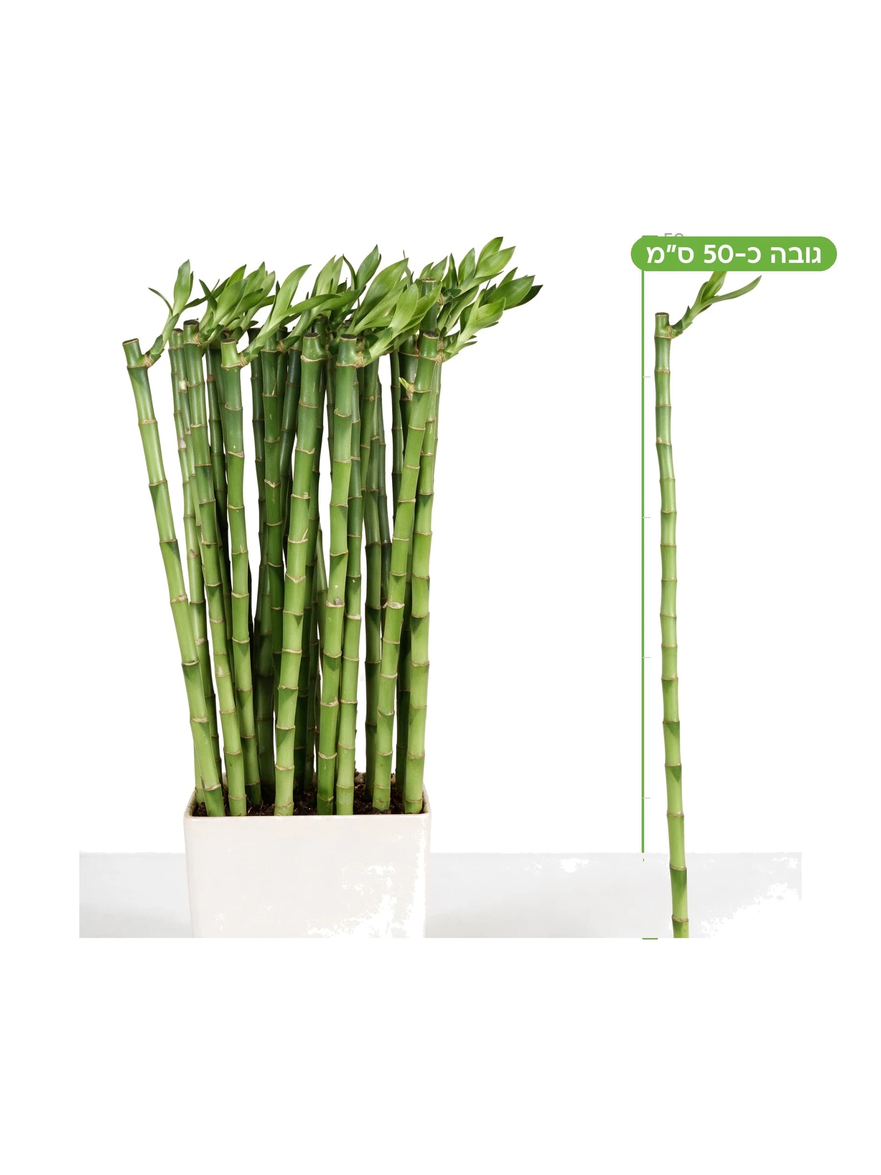 לאקי במבוק 30 ס"מ, גובה כ-50 ס"מ