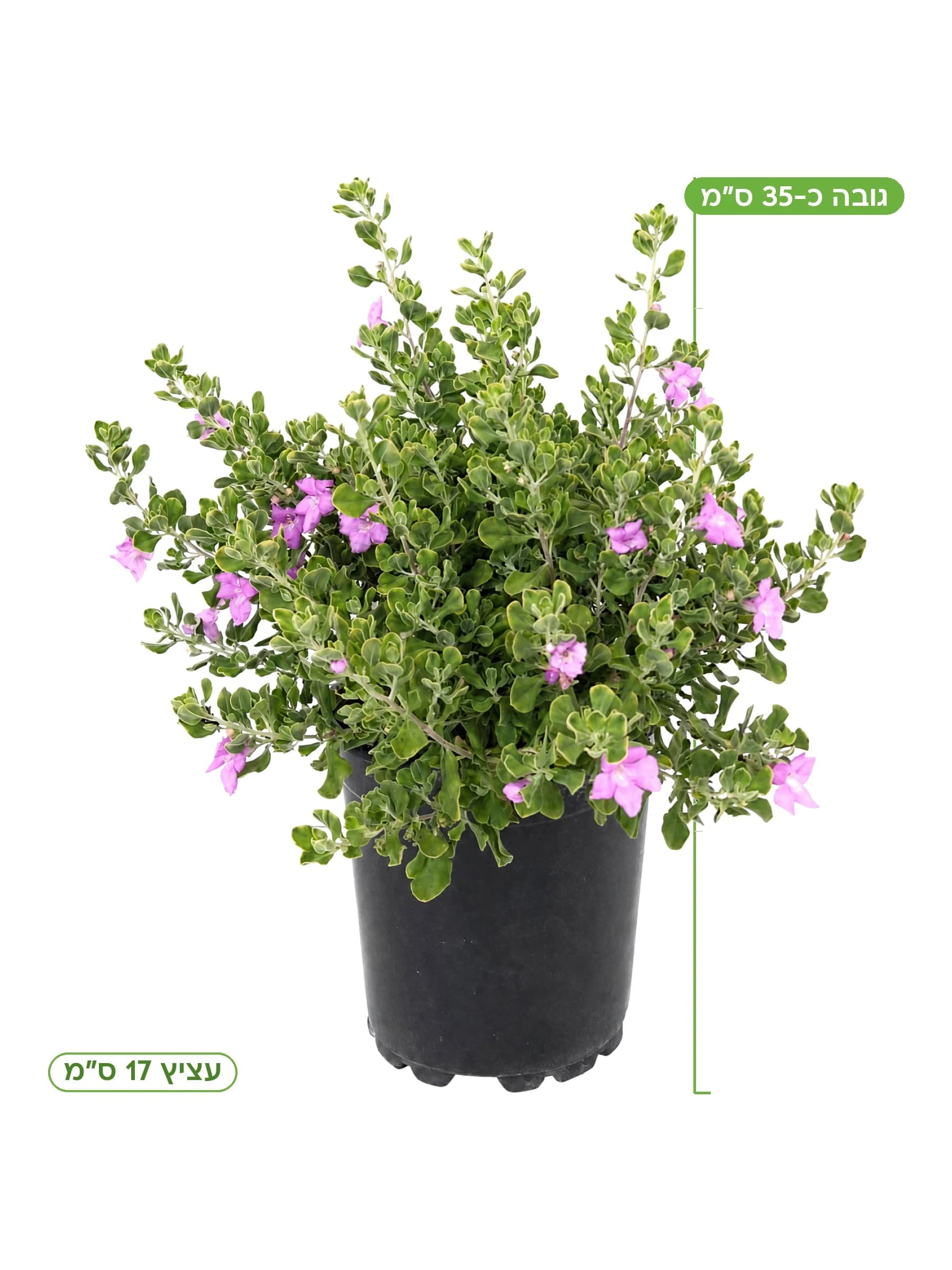 ליקופיליום סאן חוזה עציץ 17 ס״מ, גובה כ-35 ס״מ