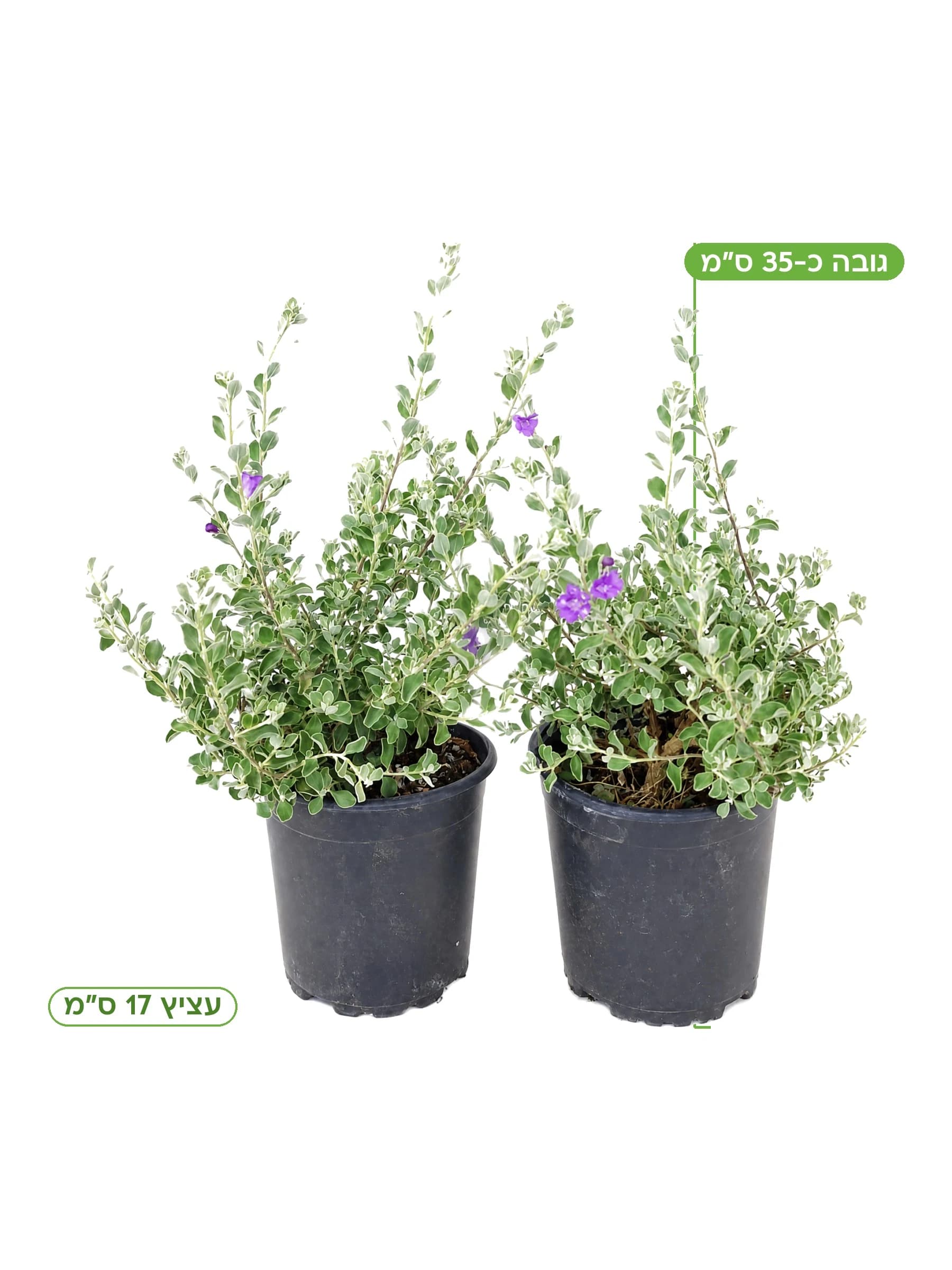 ליקופיליום סילבר קלאוד עצ.17 למכירה - משתלת הדר נוי, גובה כ-35 ס"מ