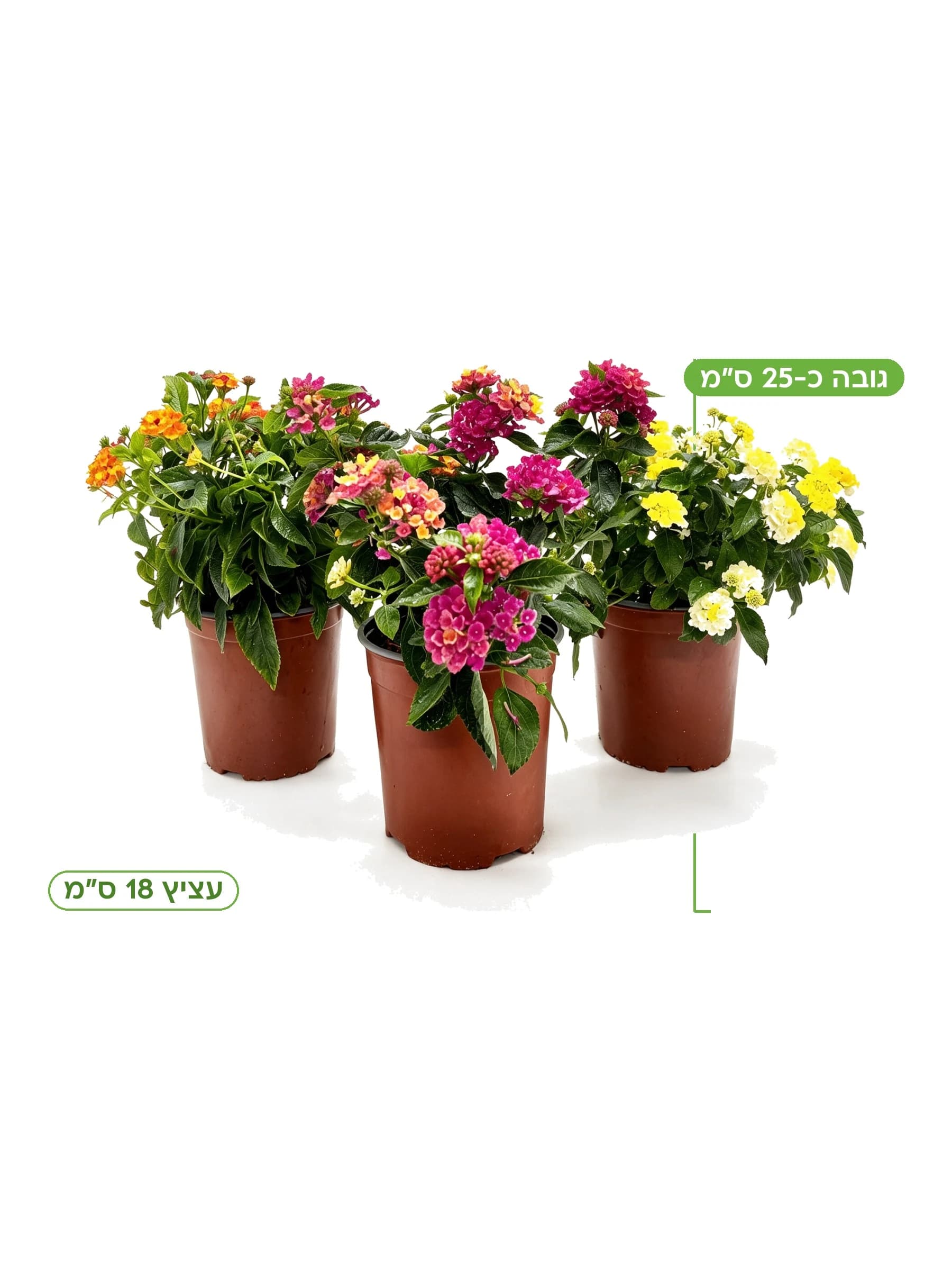 לנטנה ננסית מיקס צבעים עצ.18 למכירה - משתלת הדר נוי, גובה כ-25 ס"מ