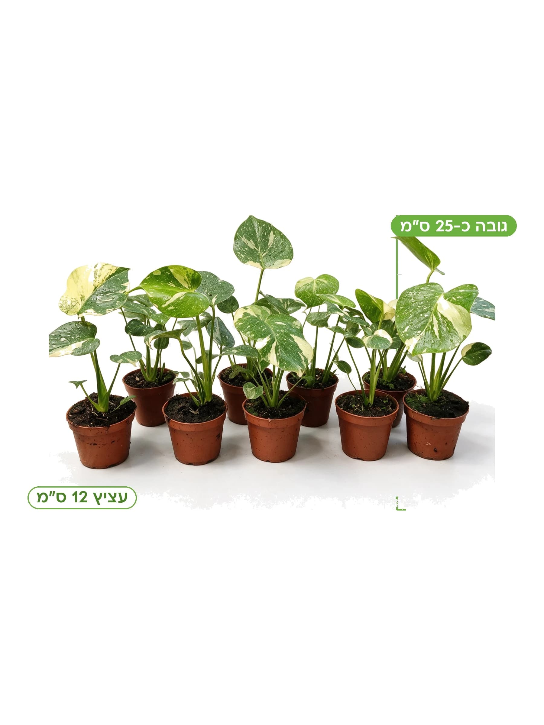 מונסטרה "תאי קונסטליישן" עצ.12 למכירה - משתלת הדר נוי, גובה כ-25 ס"מ